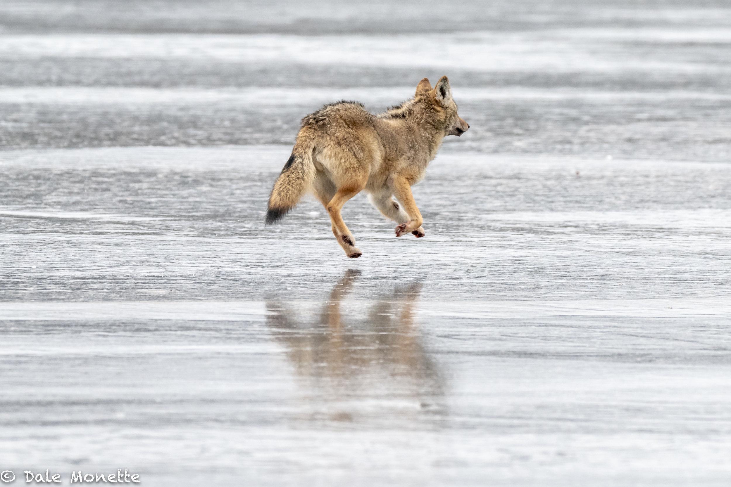   All the noise of the ice cracking kept this coyote pretty nervous while feeding on the deer carcass until finally it left running.  