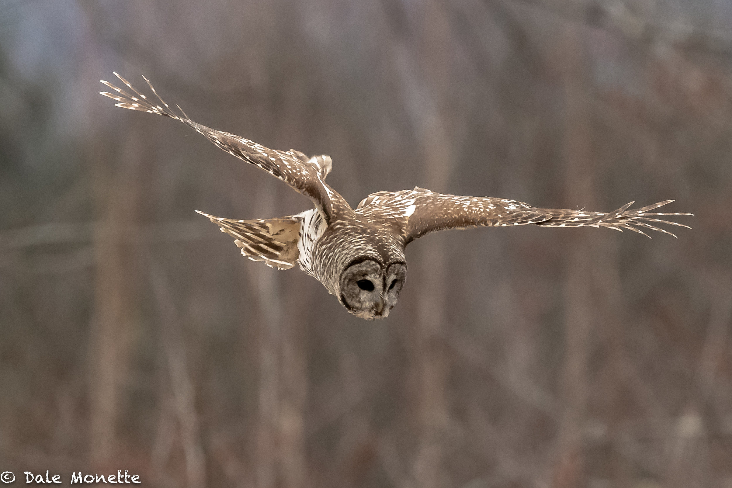  Barred owl,  or better known as a flying mouse trap !     