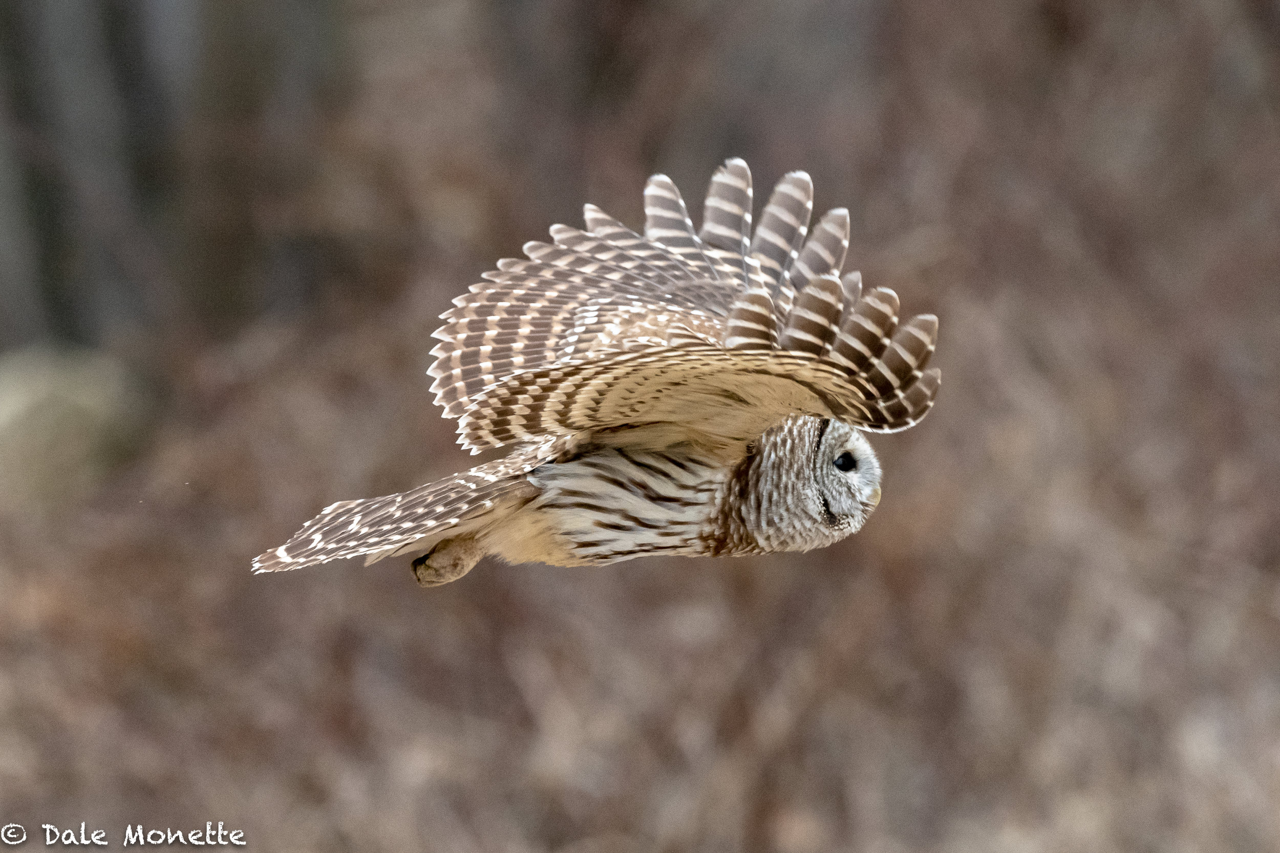   This barred owl flew right by me while hunting the perimeter of a big field. Mice on the menu !    