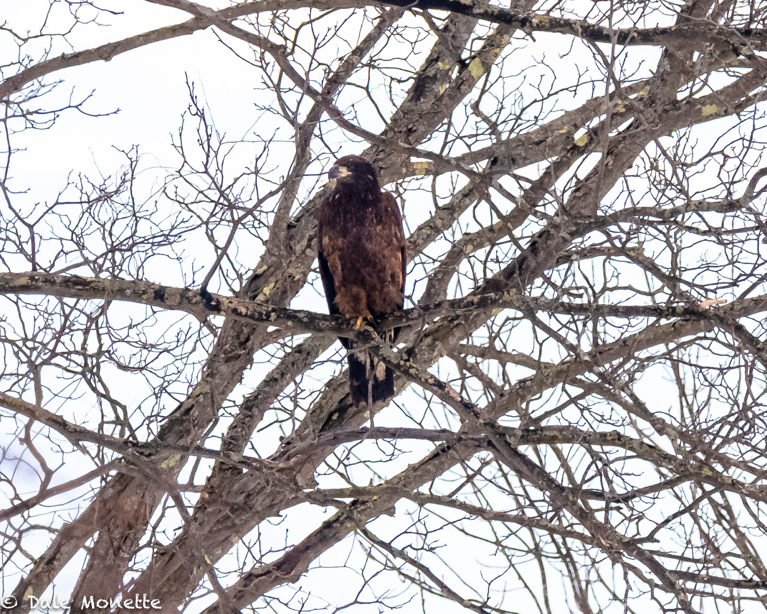   In winter of 2019, I spotted this huge bird sitting in a tree way back in the corner of a field today. It didn’t look like a bald eagle but was huge.  I put up the camera with my 500mm lens and was I surprised !  A golden eagle !!    