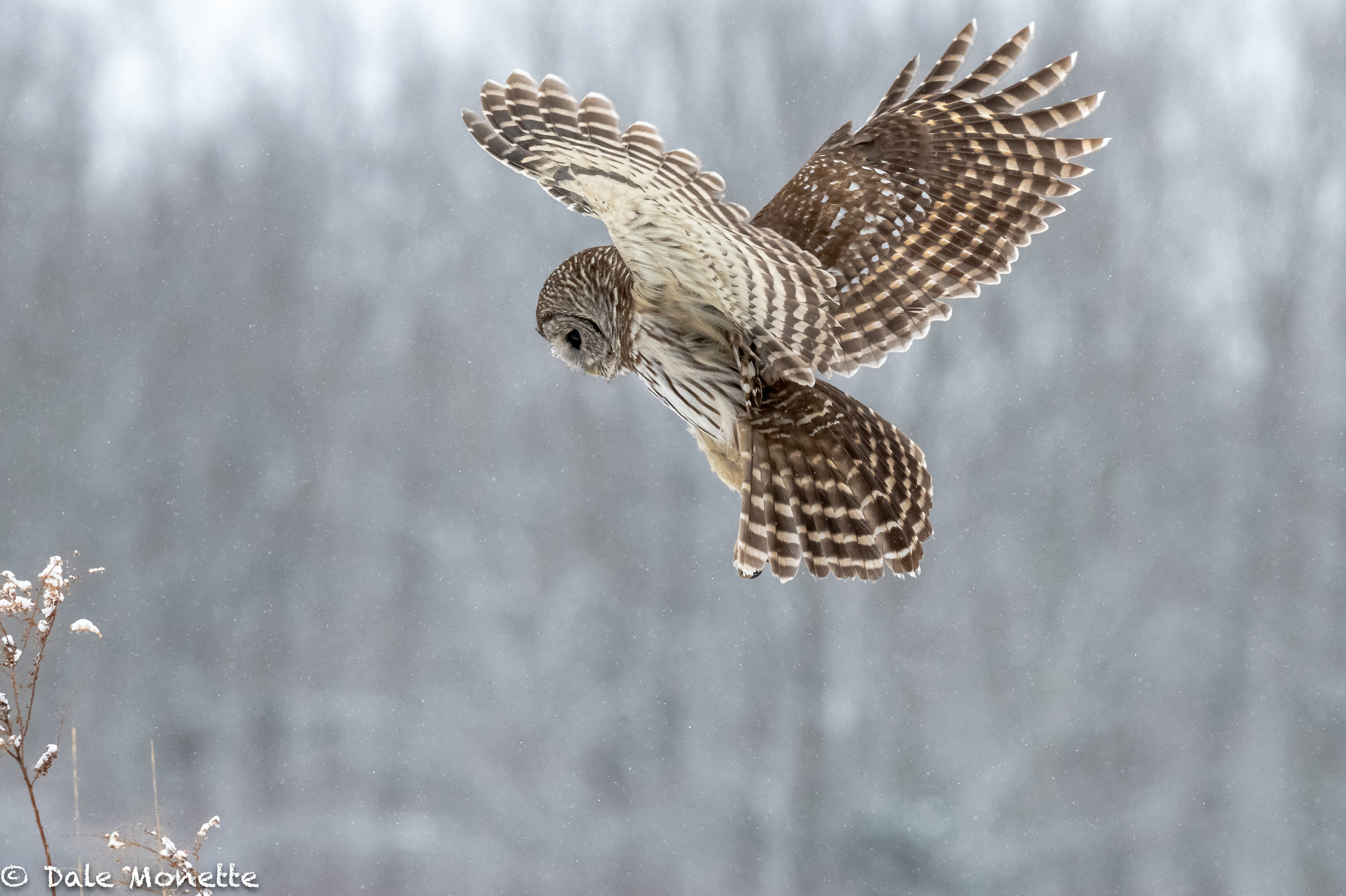  Another barred owl hunting in a snow storm this morning right in front of me!  Right place, right time!  Although I had been looking for 3 hours and was just about frozen stiff !    