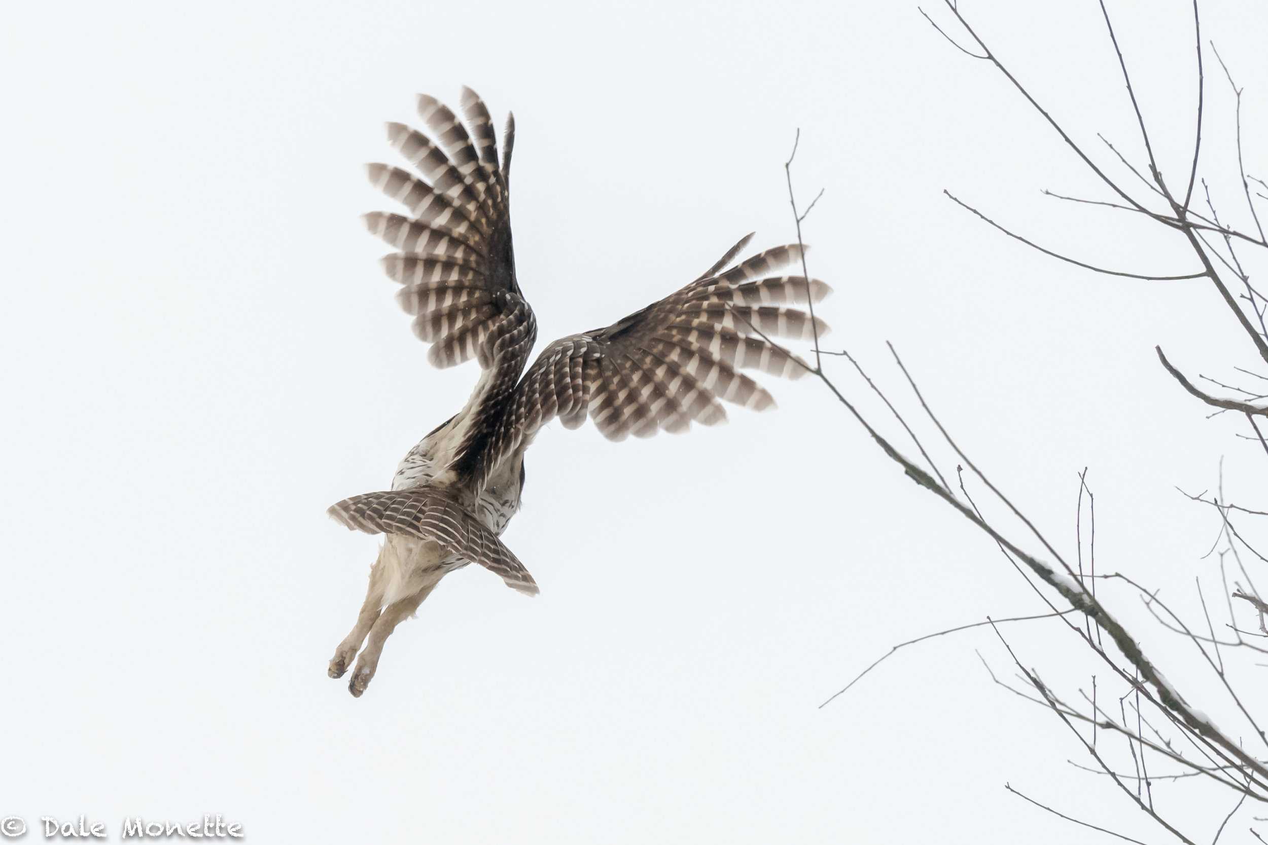   I don’t usually take pictures of birds flying away but this barred owl jumped so fast I kept following it until it was around the corner of the trees.  I didn’t realize what I had on the camera until I saw this on the computer.    