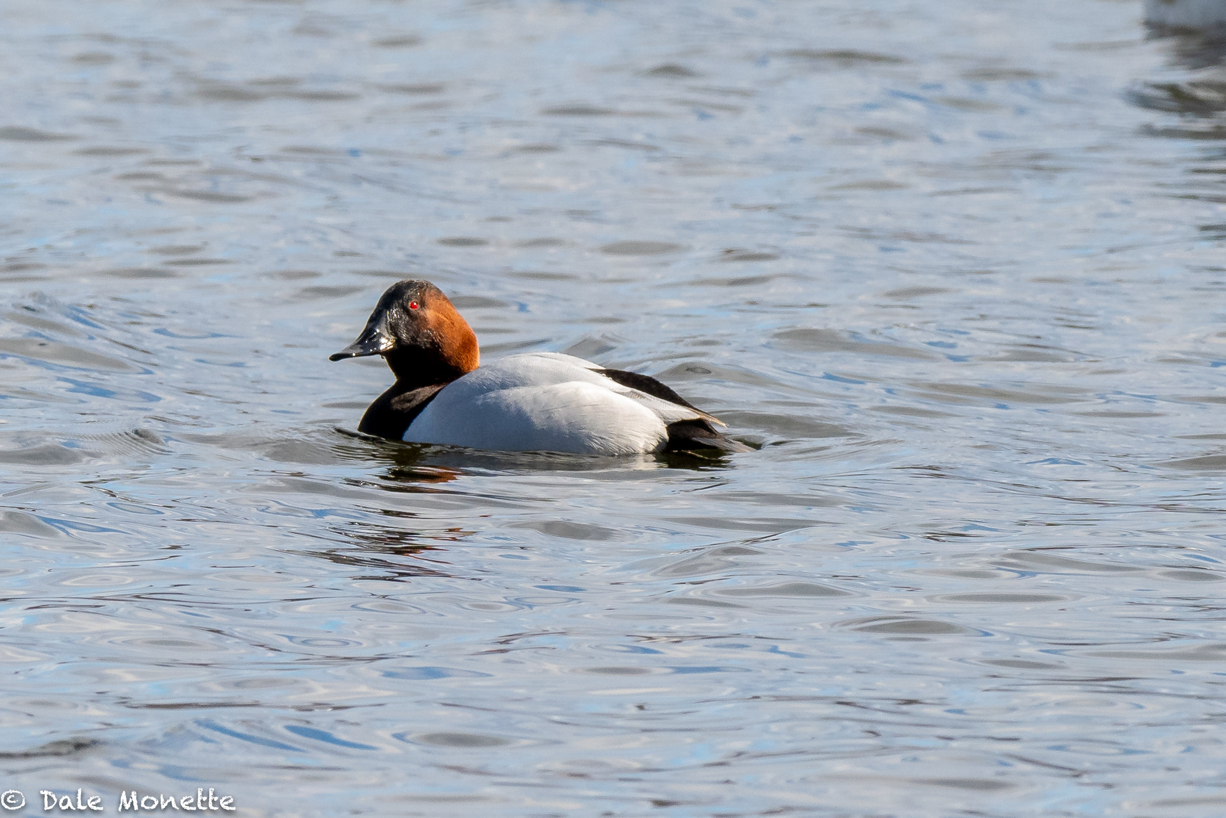   I found this canvasback duck on the CT. River in Turners Falls, MA…. a pretty good find.  