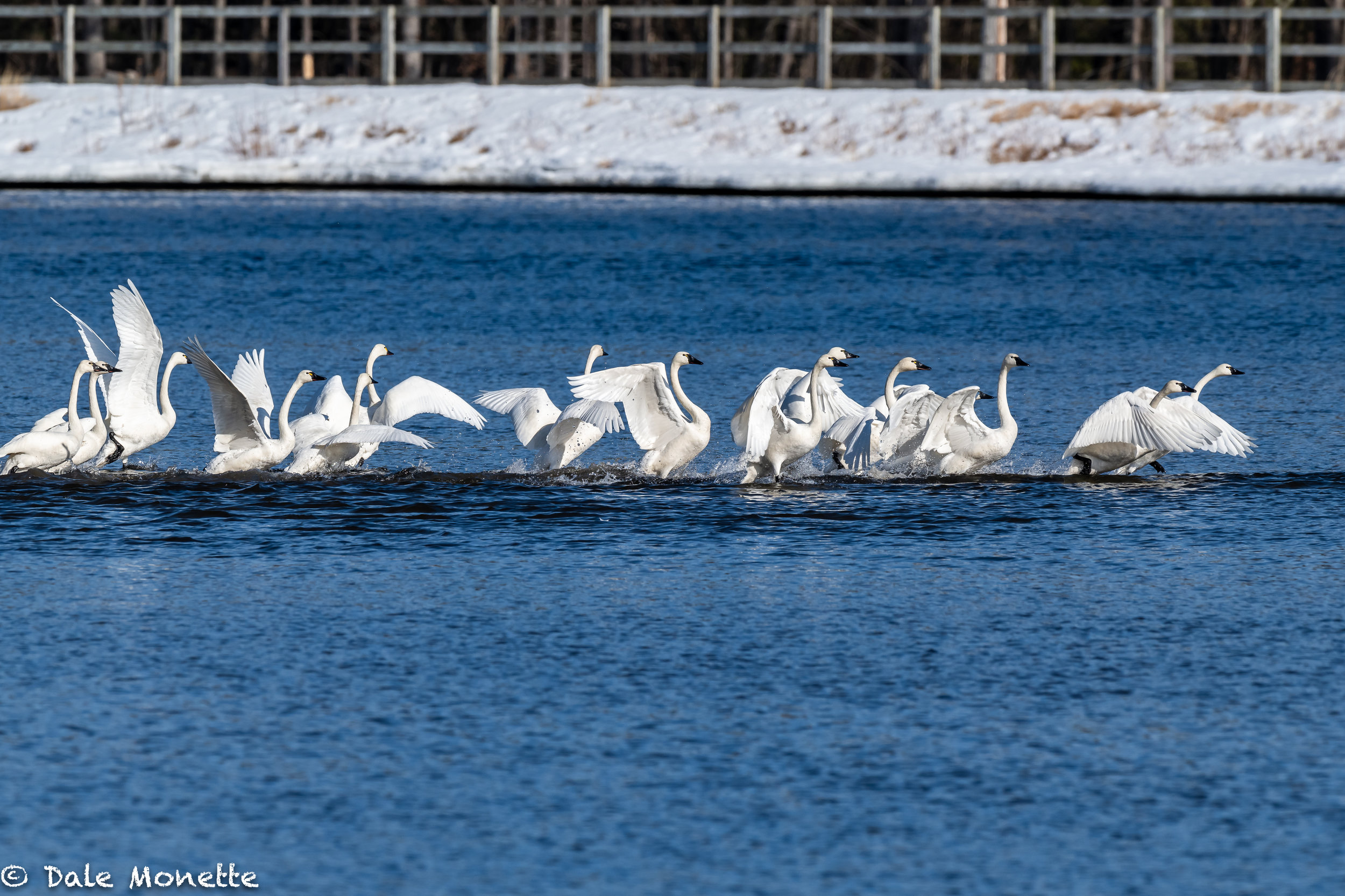   A rare sight any day in MA would be one tundra swan,  but this week a flock of 19 are hanging out along the CT. River in Turners Falls.  The swans are rarely seen in MA.  