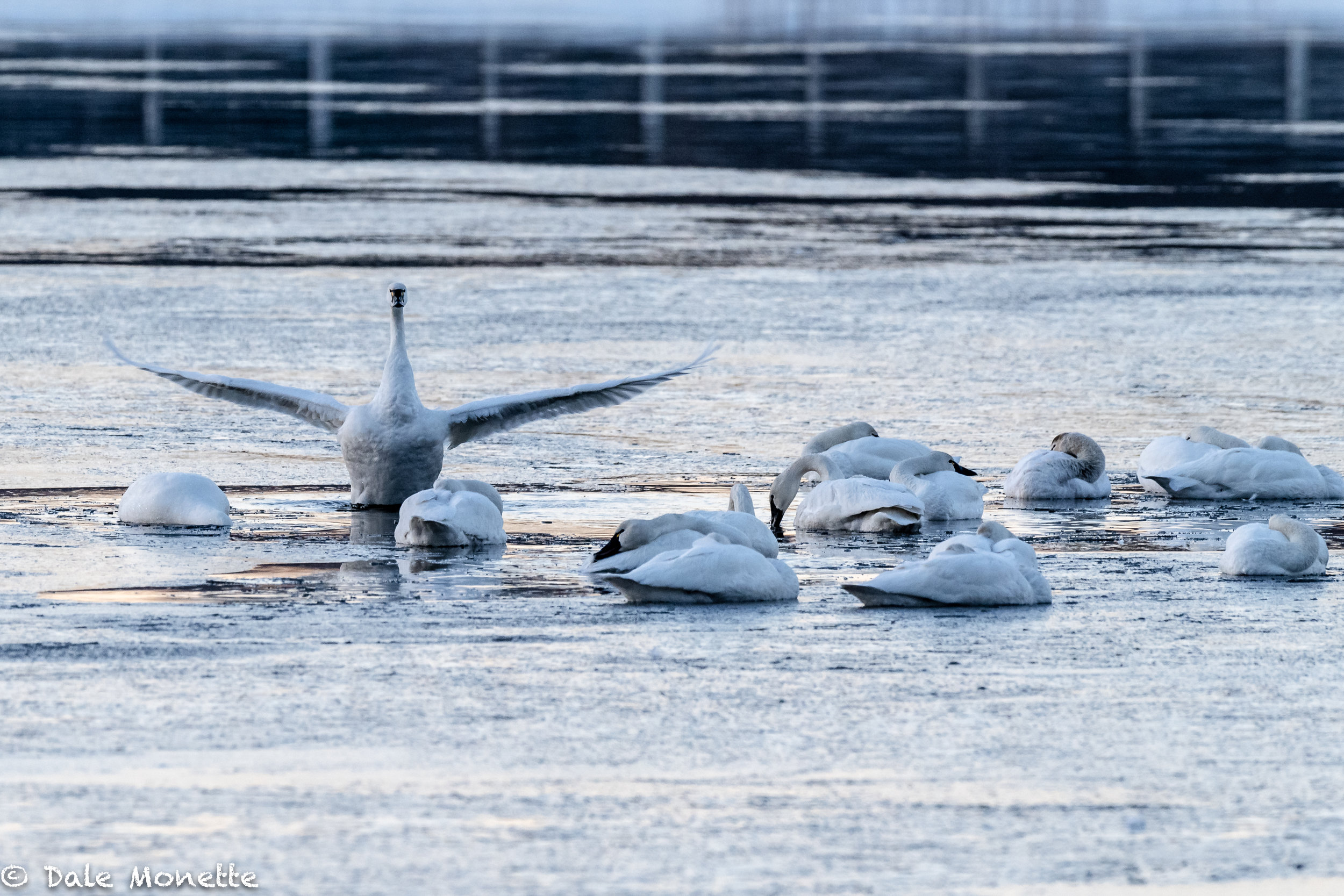 "Look !!, we are NOT on the Titanic, You're NOT Leonard DiCaprio, Kate Winslet is NOT here and we can ALL fly. Quit yelling I'm FLYING.... I'm FLYING so we can get some sleep !!"