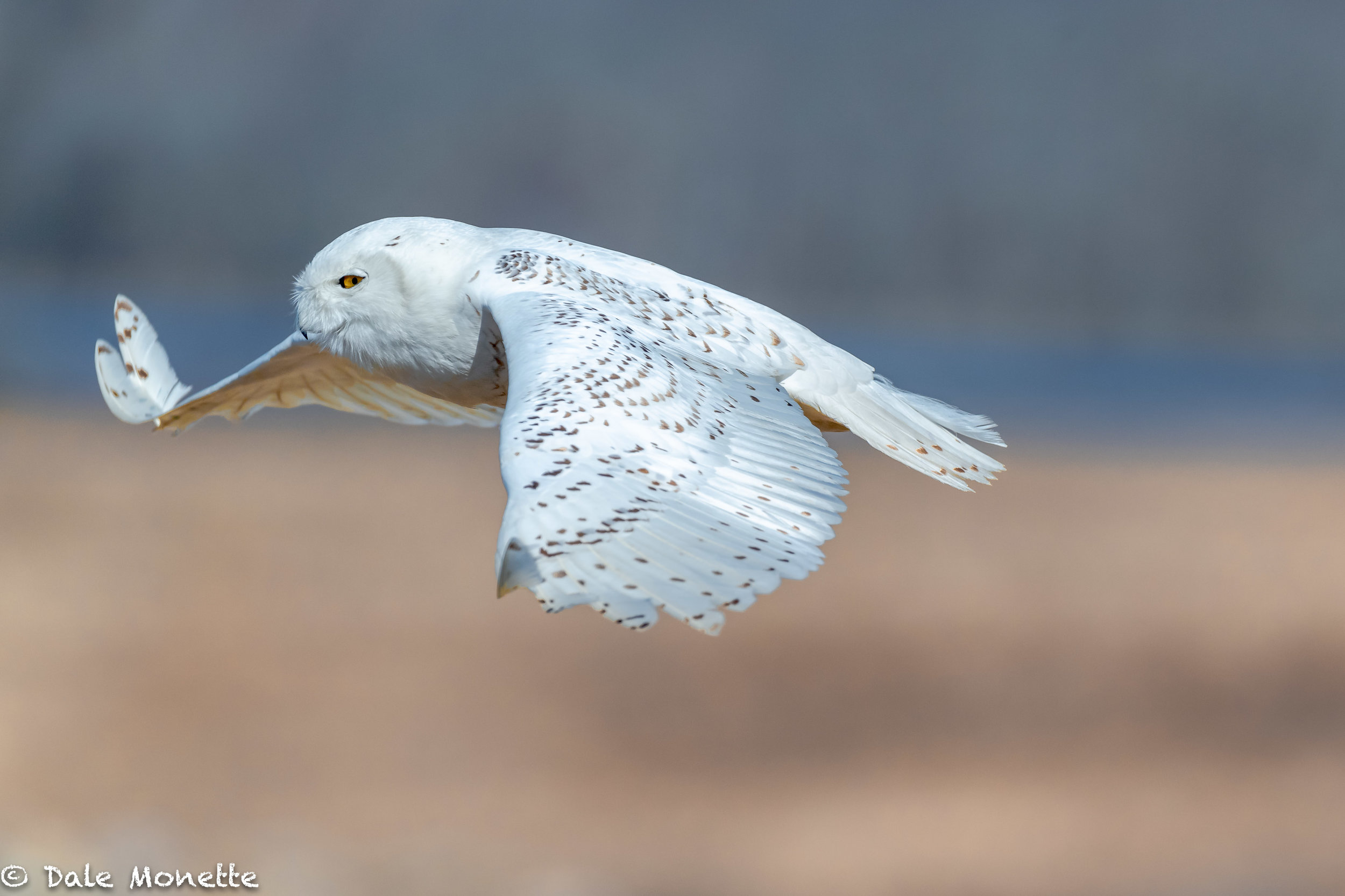   I spent the morning with this great snowy owl on the coast of Rhode Island on a tip from a friend. It was awesome, at least I thought so, maybe the owl wasn’t so enthusiastic !  