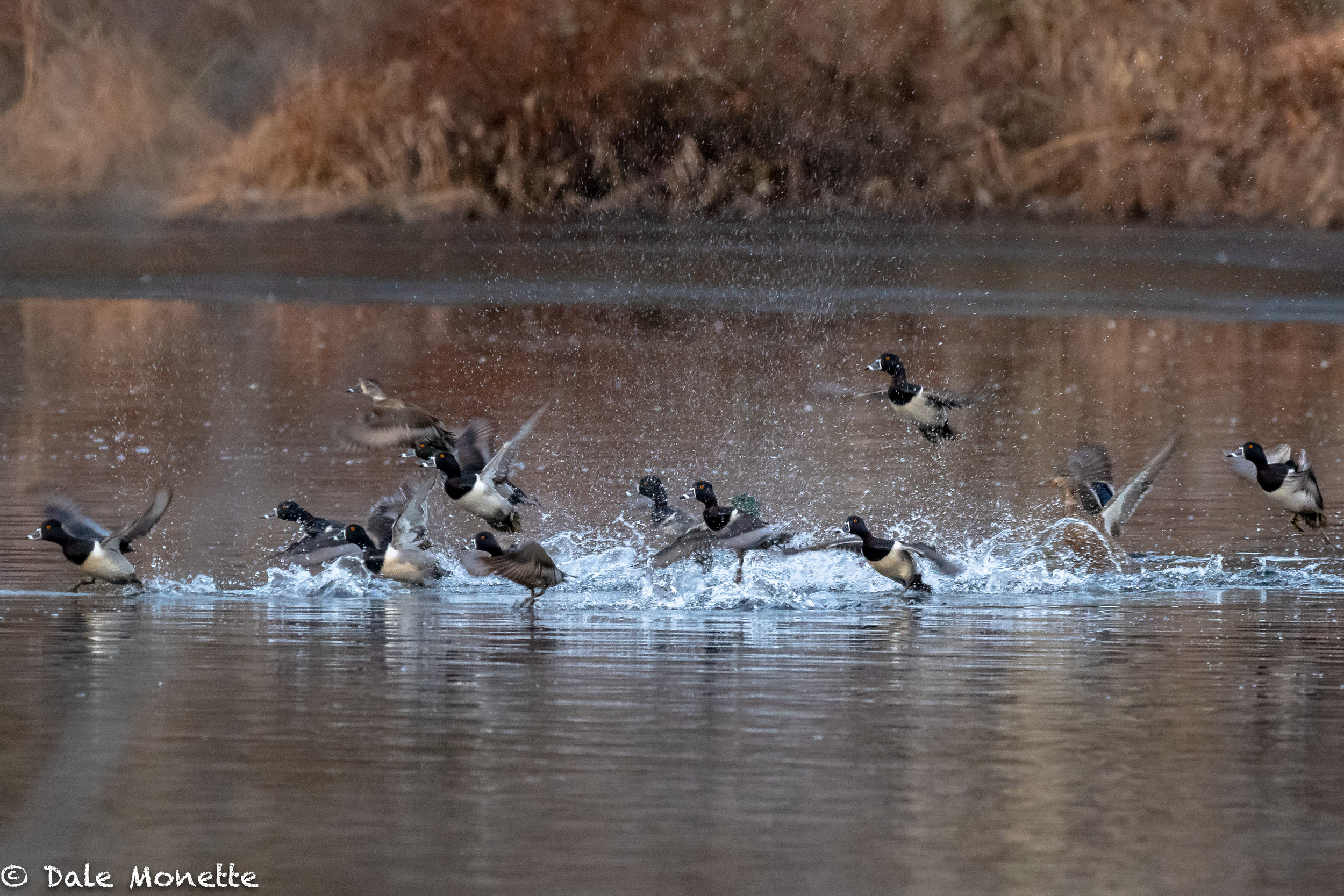   Ring-necked ducks blast off first thing in the morning.  Probably on their way migrating north.   