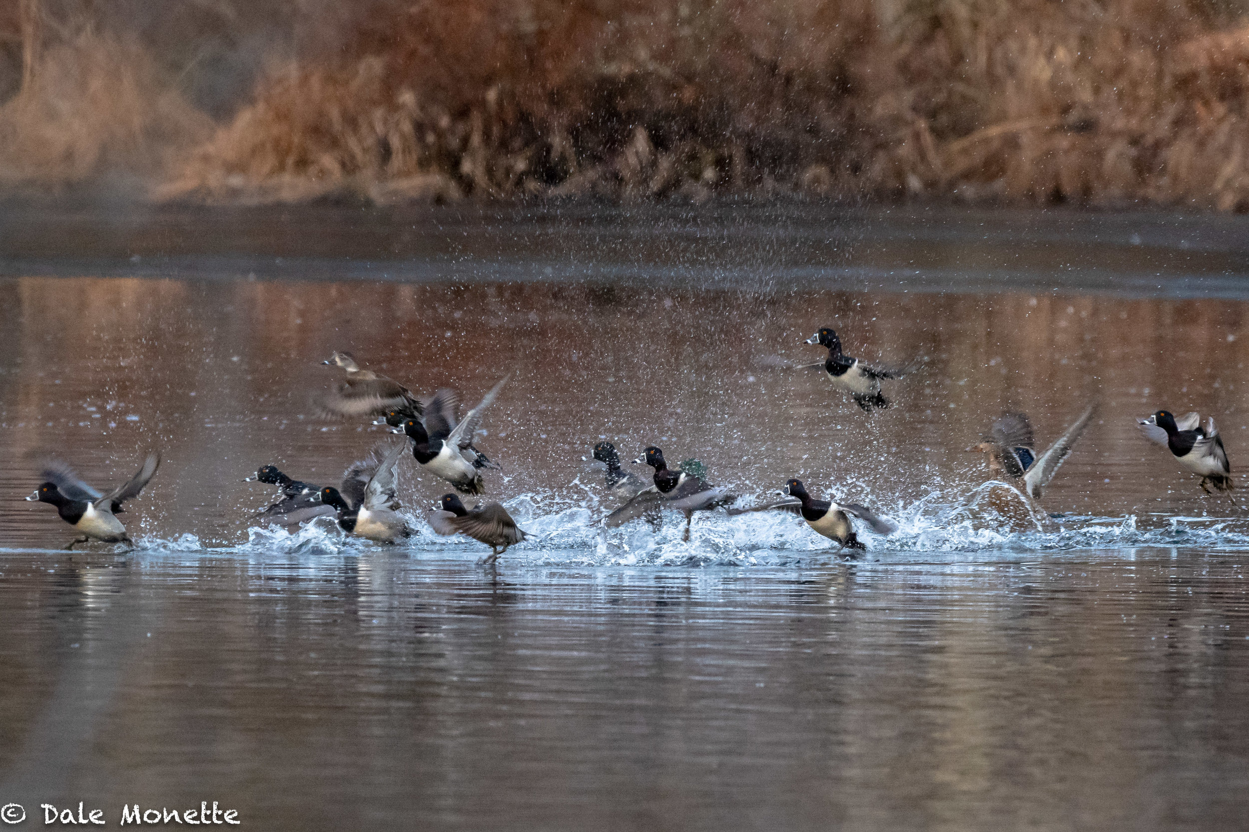 Ring-necked ducks blast off first thing in the morning. Probably on their way migrating north.