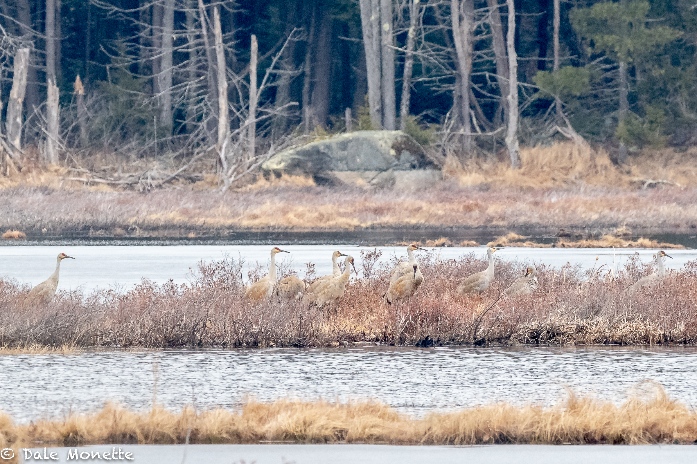   I was given a tip about these 10 rare Sandhill Cranes today.  They were in a large swamp/bog in Royalston MA. A pair of bald eagles also live in this large swamp.  They left at about 1:30 and headed dead north on their way migrating.  A great sight