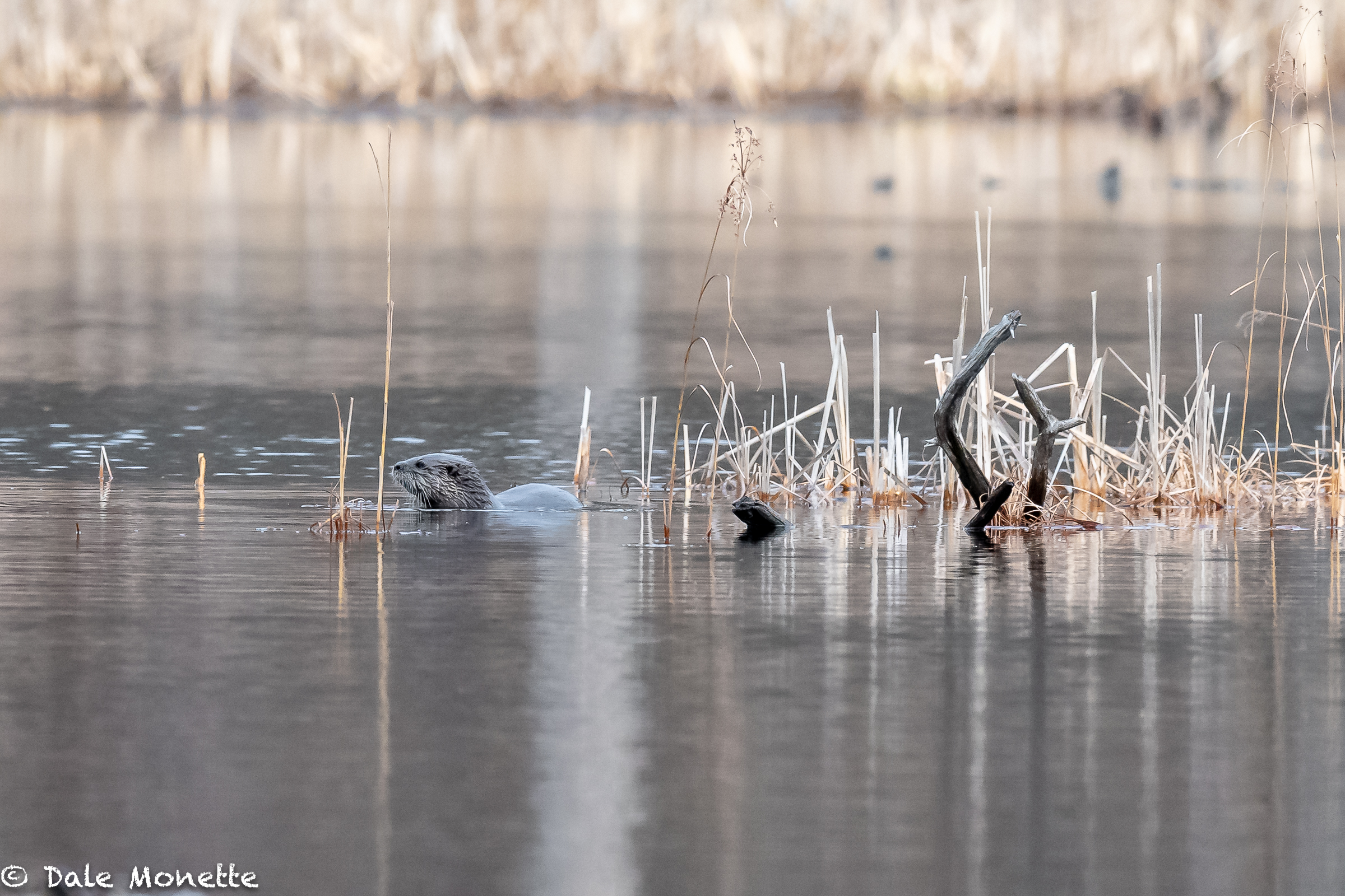   The ice finally left the local ponds for the most part. The first thing I saw was this otter that seen this same guy for about 5 years in the same pond. He has a light blond patch of hair on the right side. You can see him last spring at the end of