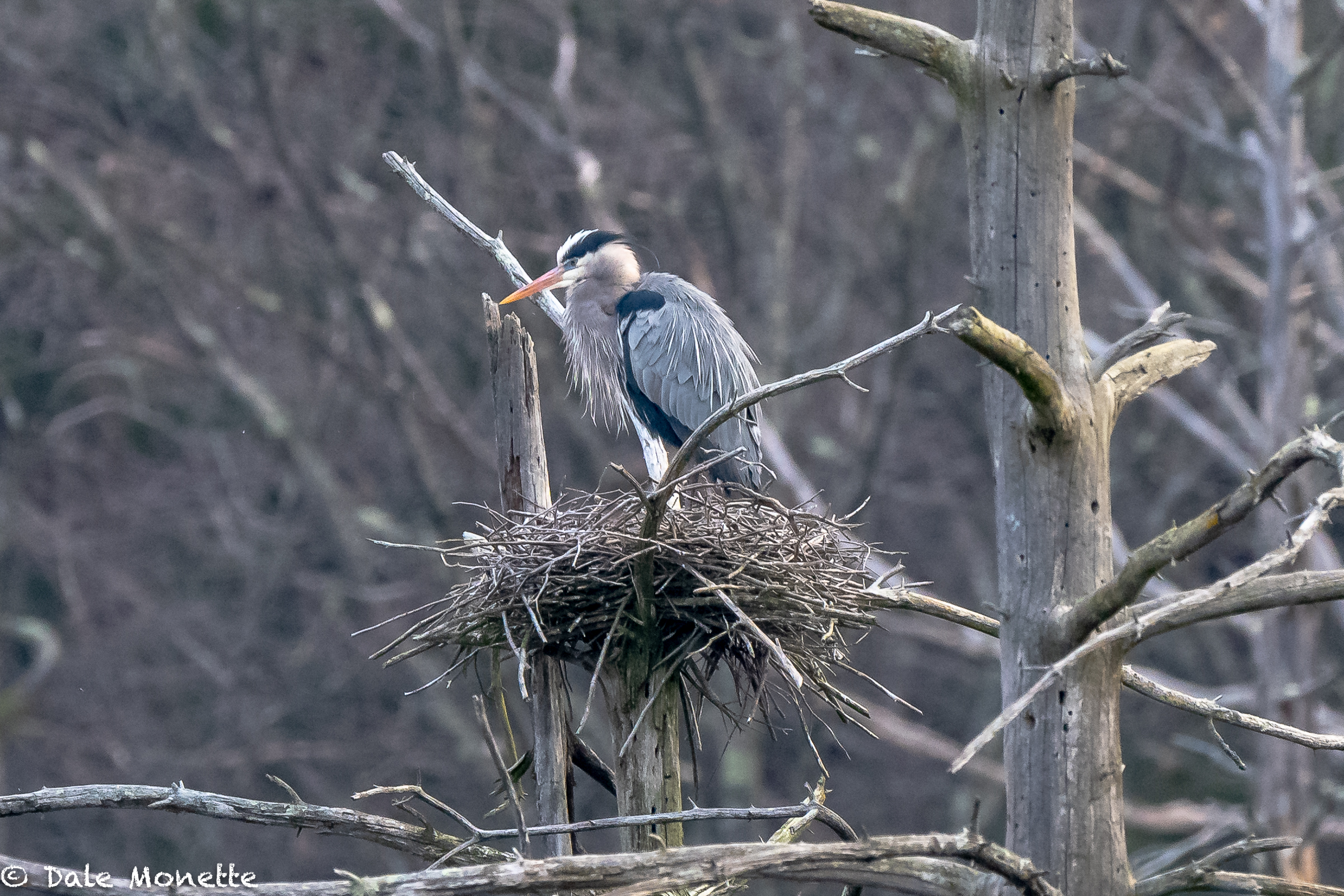   Great Blue Herons are back on their local nest. YAY !!    