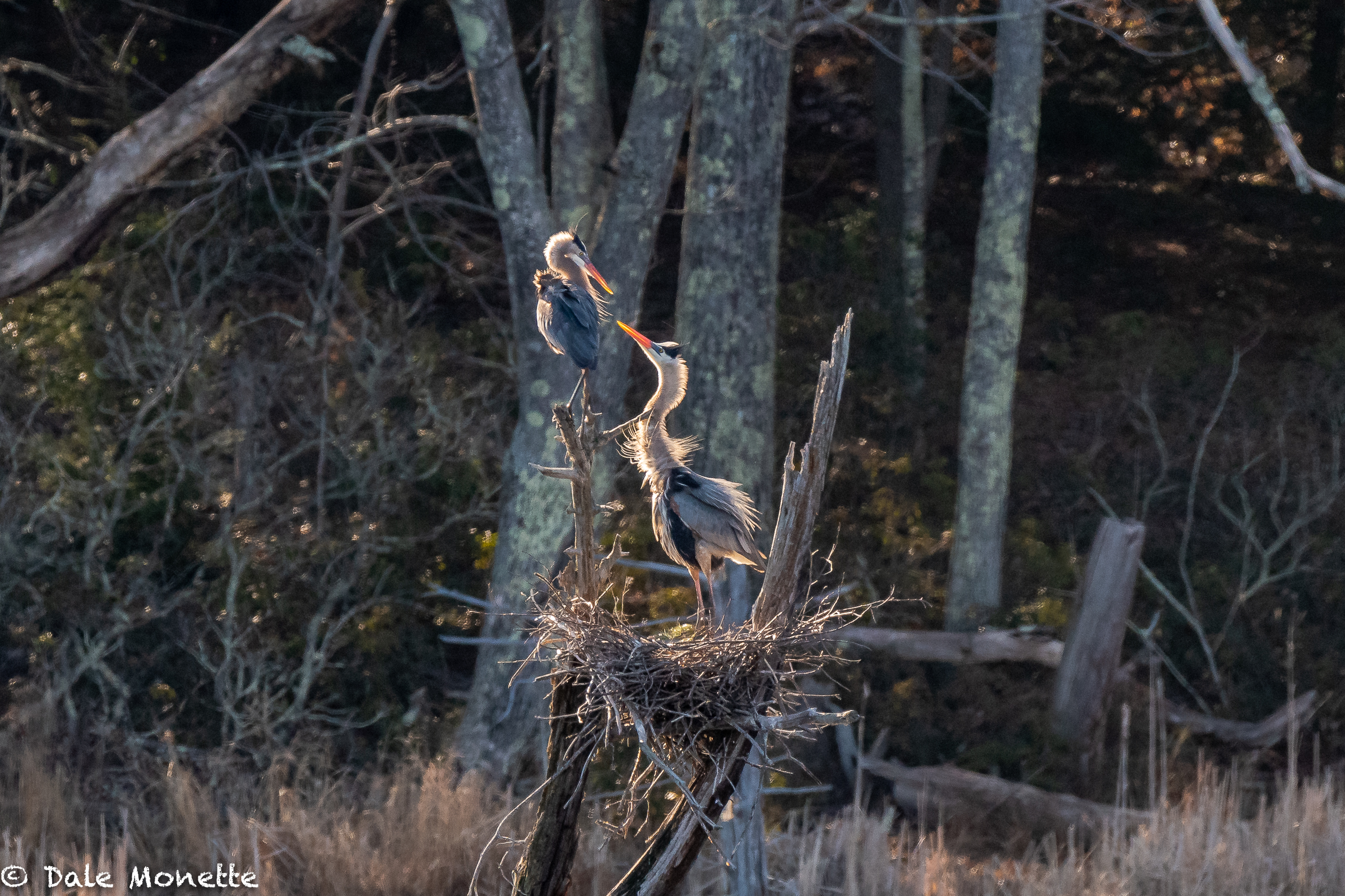   It’s that time of year when the goofy Great Blue Herons are rebuilding the nests from overwintering and doing their mating dances.    