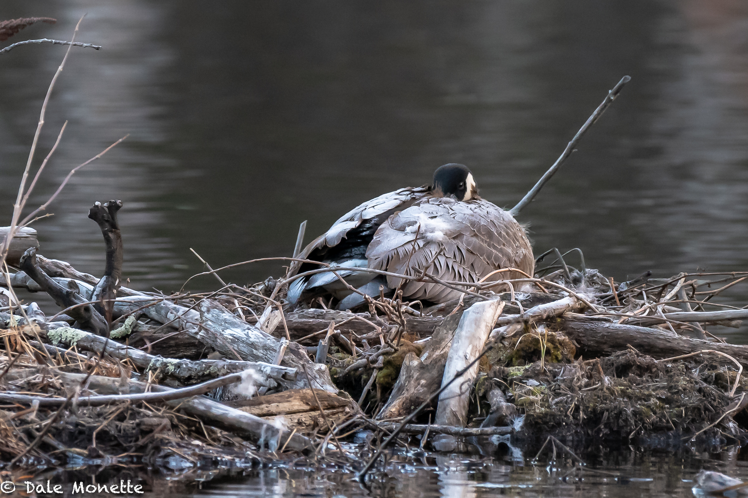   This female Canada Goose spent all night on the nest and probably has 26 for 27 more nights to go. It was quite dark this morning when I hiked in to check on them. She was aware of me but didn’t move at all. I took a couple shots at about 40 to 50 