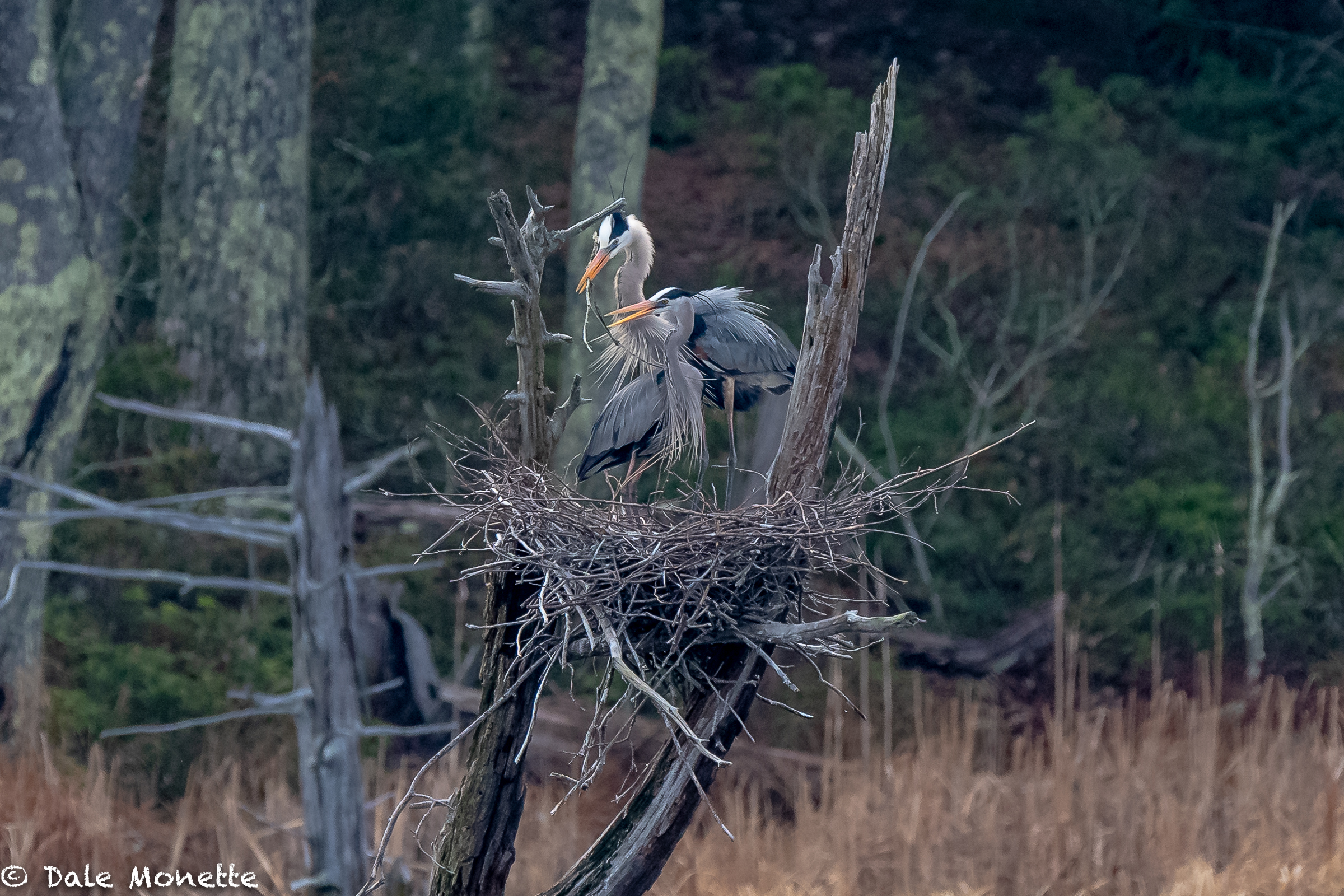   This mated pair of great blue herons spent most of the morning repairing their nest from winters damage. They mate for life and will also use the same nest year after year or until it blows down.   