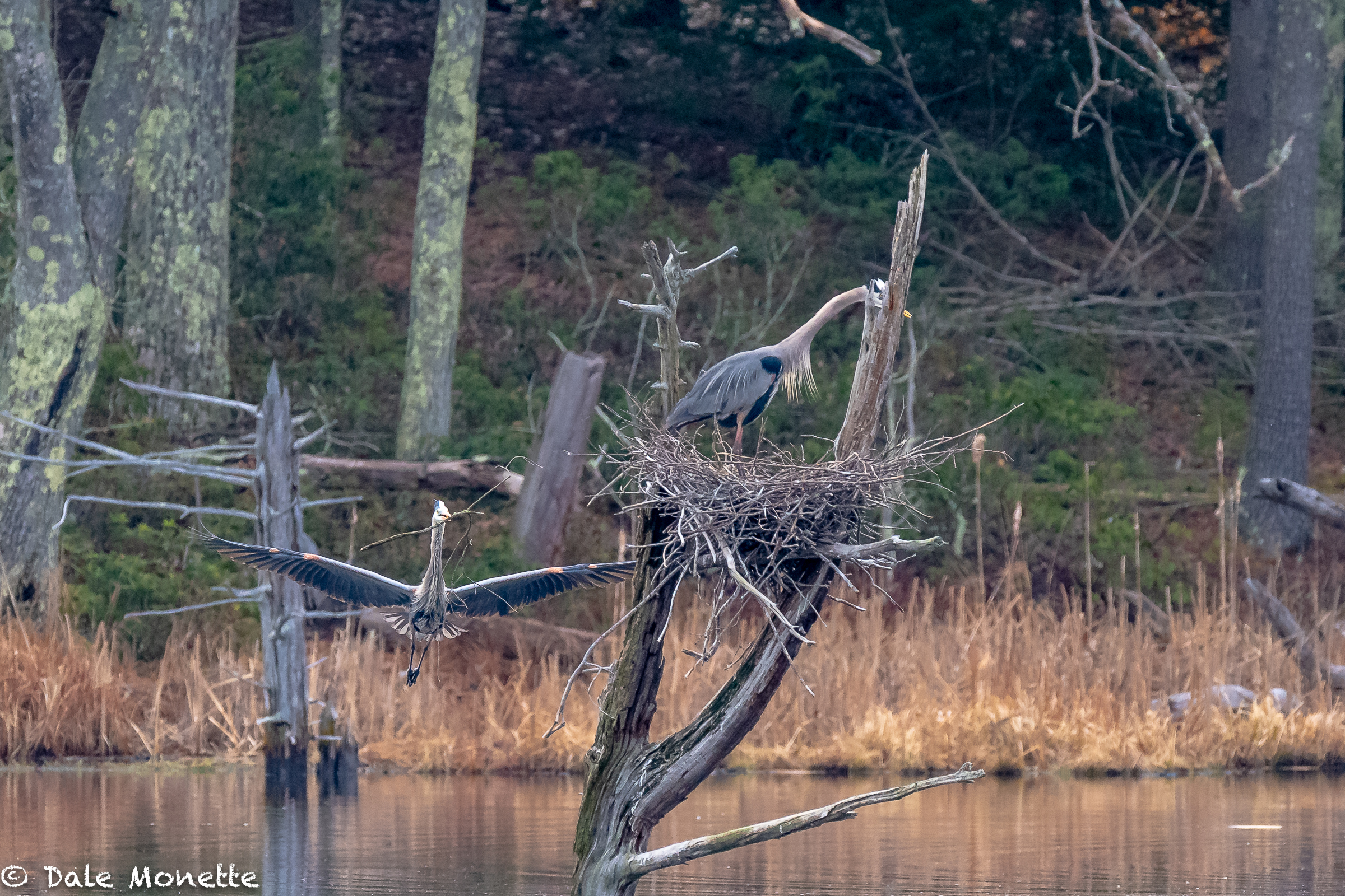   You can see the male great blue heron sneaking up behind the female to deliver her another stick to place in the nest. He collects, and she places as in all GBH pairs.  