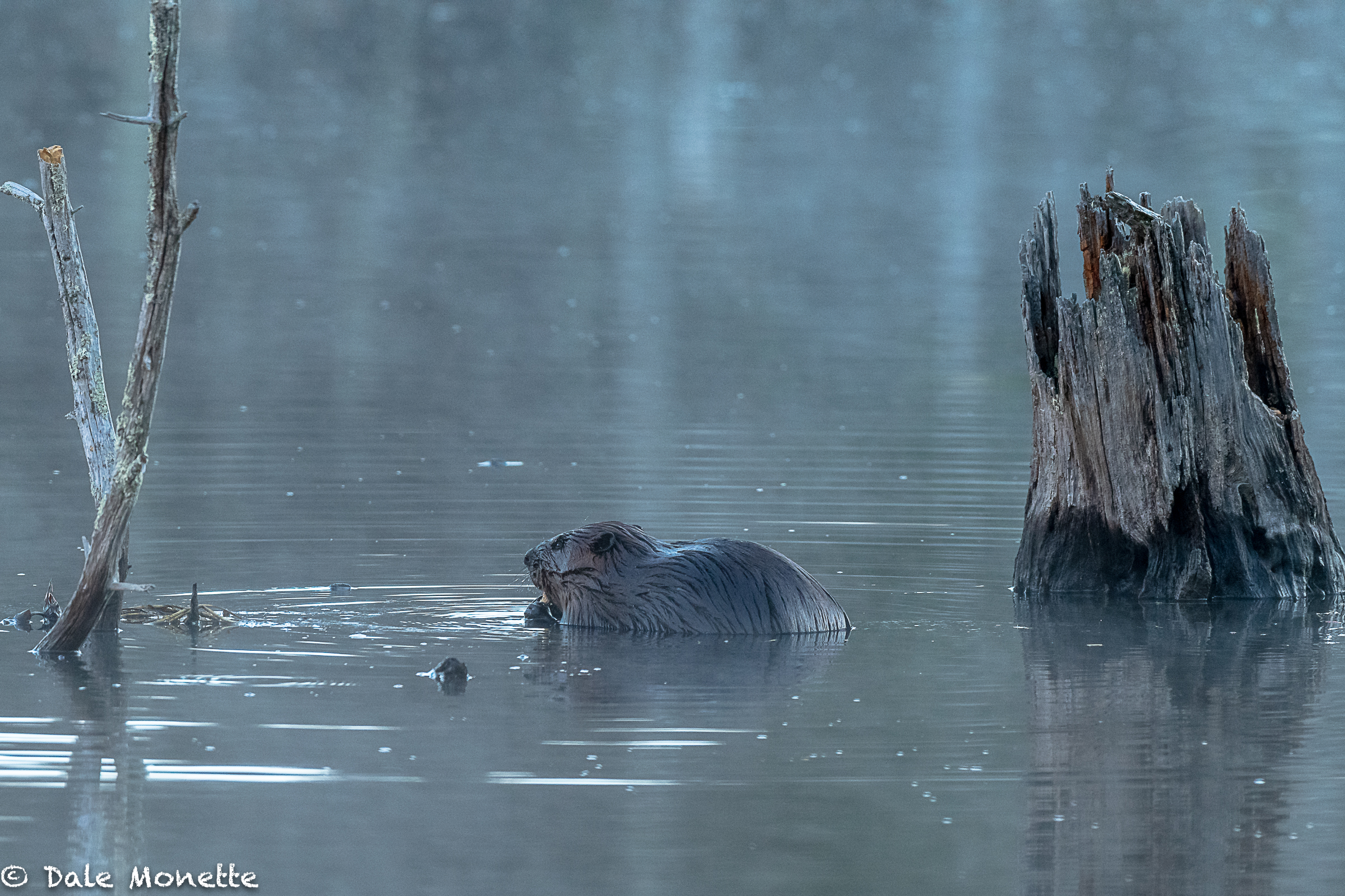   I caught the last meal before retiring to the lodge for the day of this young beaver. He had a big bunch of tubers he dug up from the bottom and he never knew I was behind him watching. Simple stuff like this makes it worth getting wet for on rainy