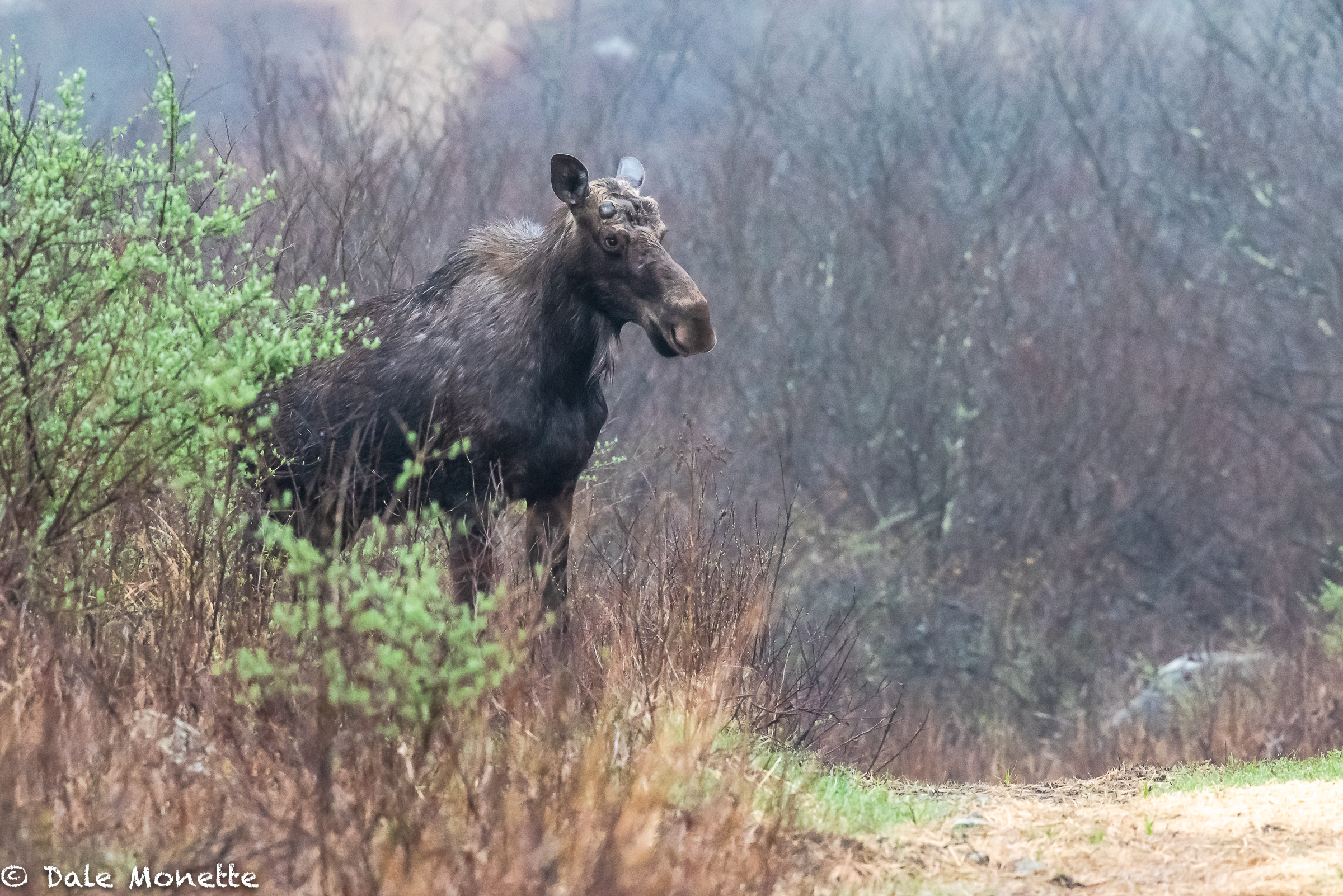  You can see from this image that this is a bull moose. He is just starting to grow his antlers for the fall mating season. Some moose can grow antlers up to 35 pounds !  