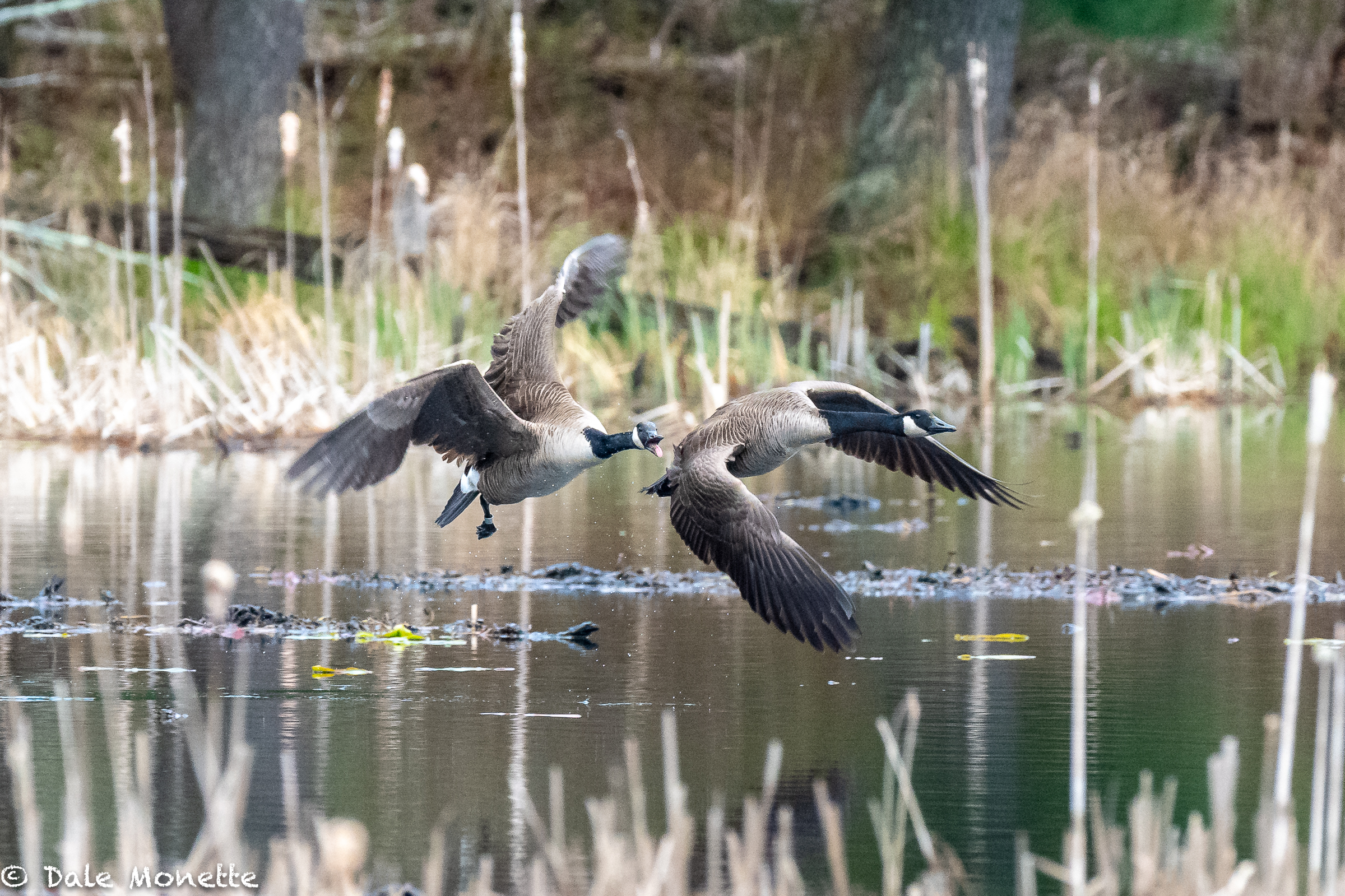   The male Canada goose defends his pond from another goose that dropped in.  What a bad idea on his part!    