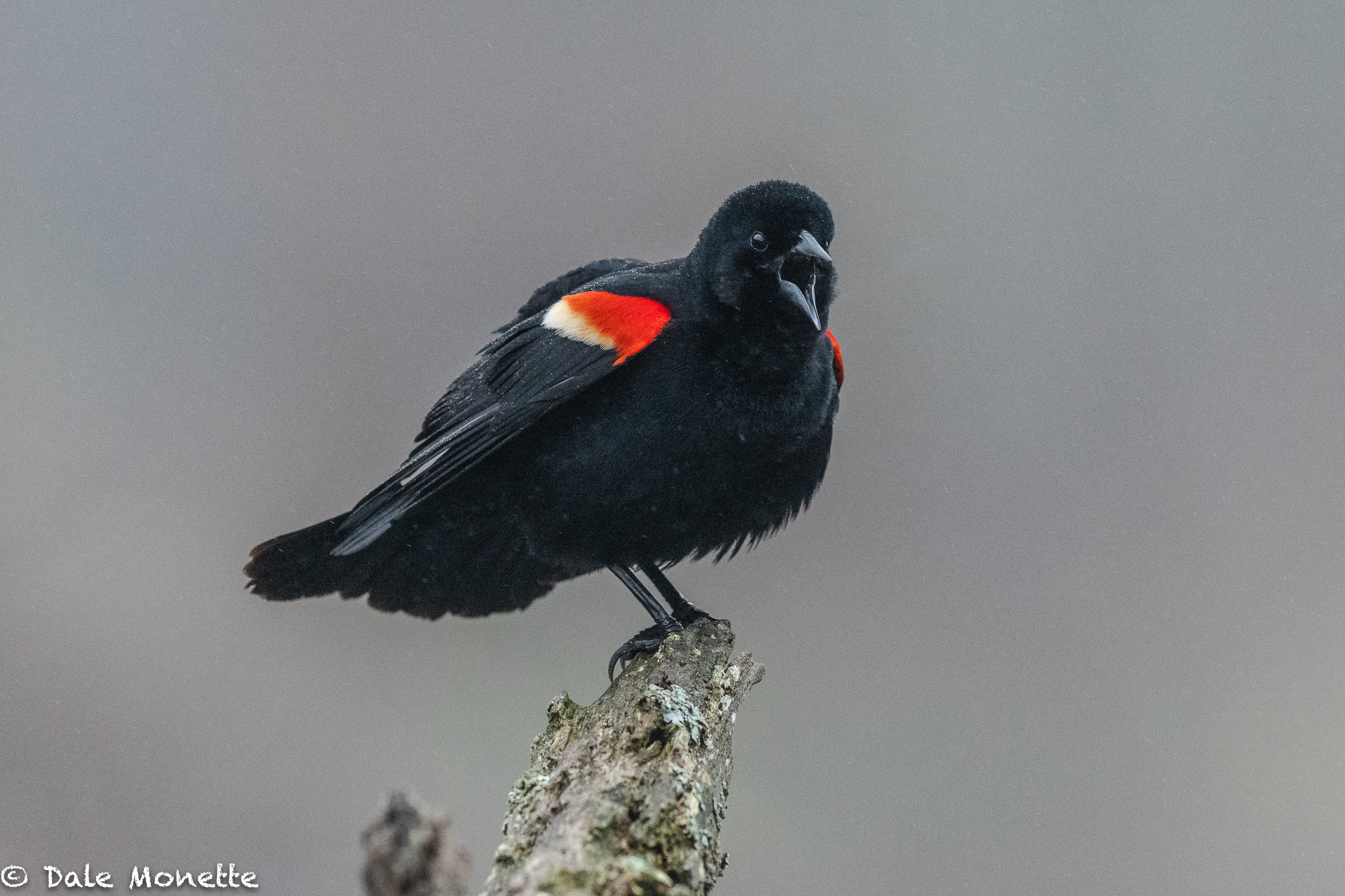   This red-winged blackbird sits on this stump every time I show up in a certain swamp and serenades me with “conk-a-reeeeee”….. today it was foggy and misty.   The bird is about 35 feet away from me and this is taken with a Nikon 500mm f4 VR ED lens