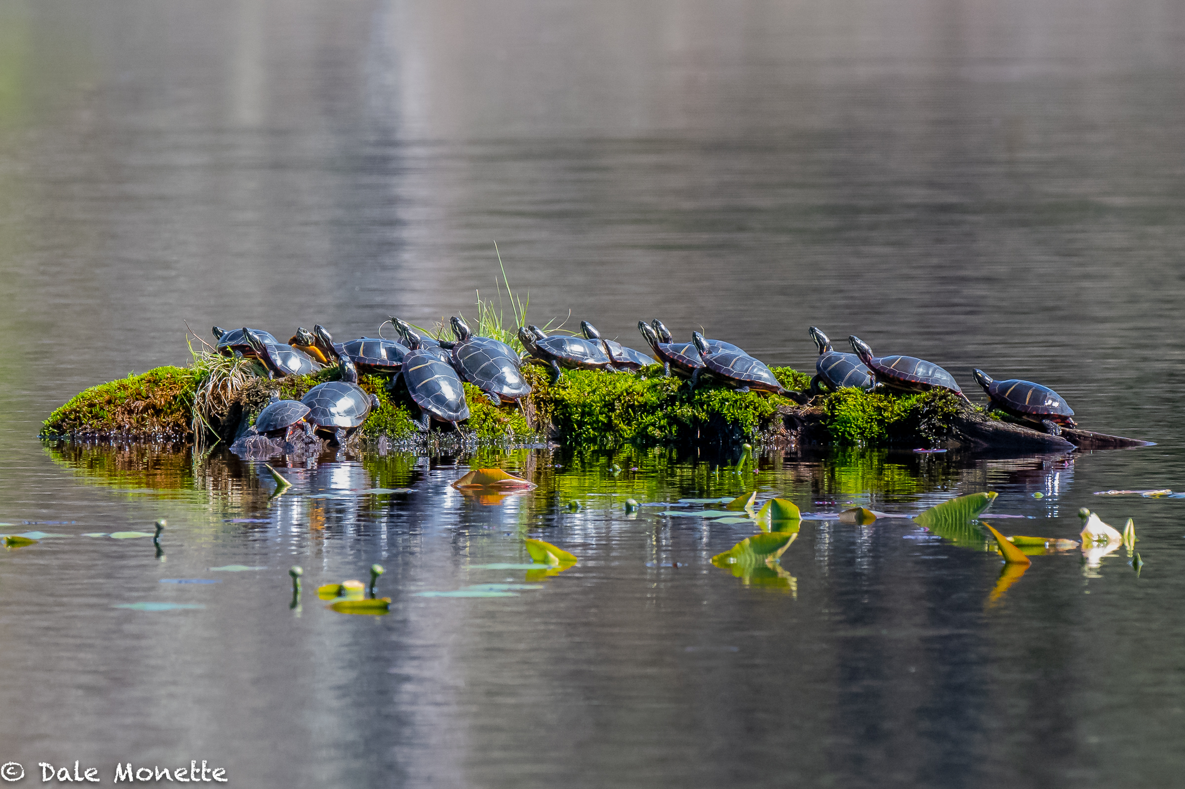   The first sunny day we’ve had and the eastern painted turtles are out in droves (whats a drove?)…… 19, count them!  