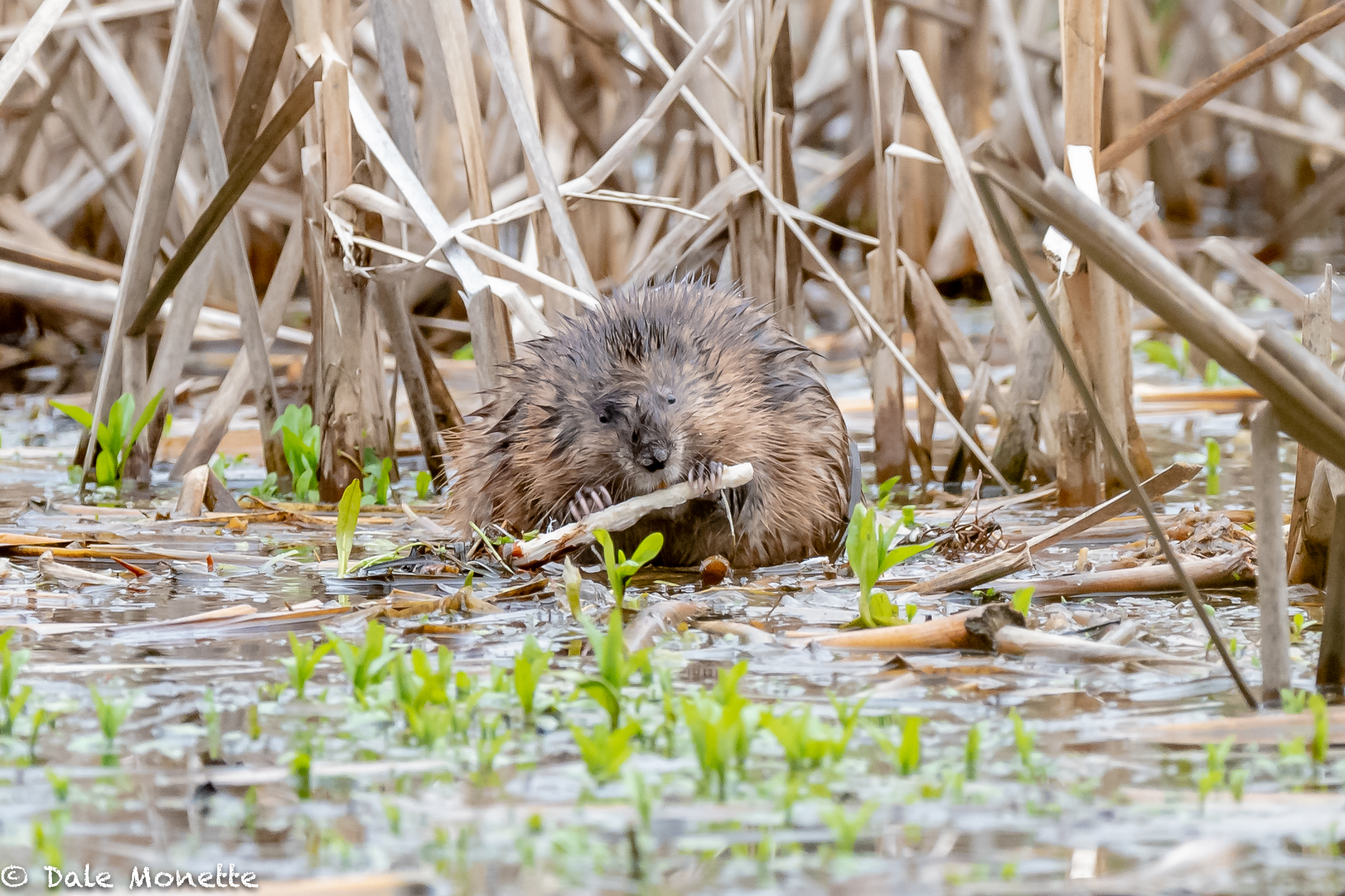  I watched this muskrat feeding in a small pond this morning. I was amazed to see how much it ate. I kept checking on it to see if it had stopped which it did after 2 hours.  
