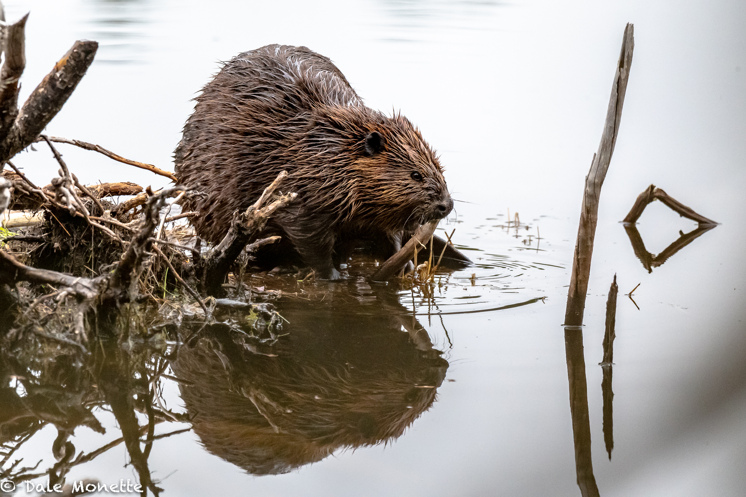  A quick hike in the rain into a favorite beaver pond this morning produced this guy eating a snack before retiring to the lodge today.    