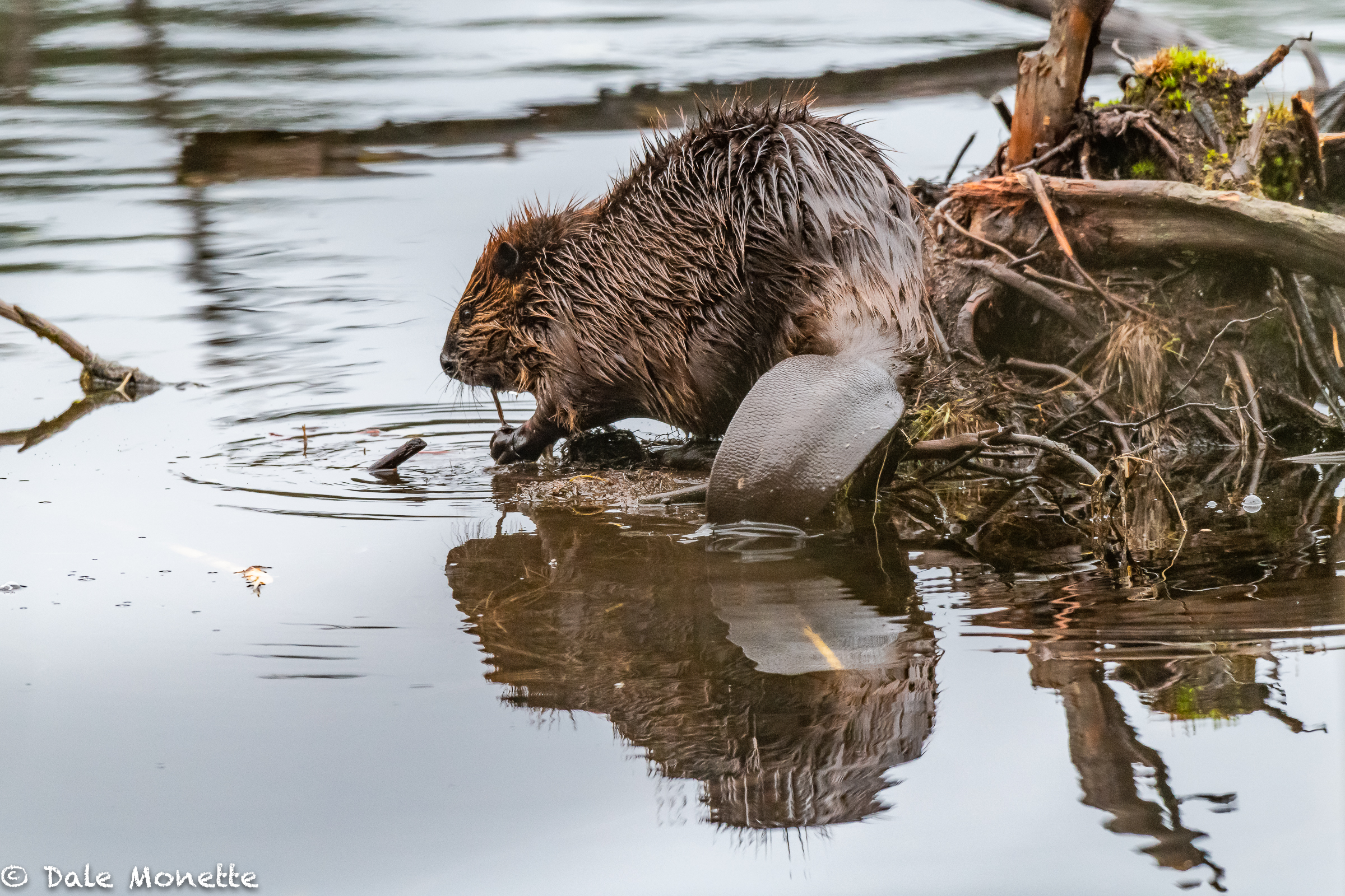 For some reason beavers are liking this spot to stop and feed for a few minutes. Here is a great shot of what a beaver tail looks like if you’ve never seen one close.