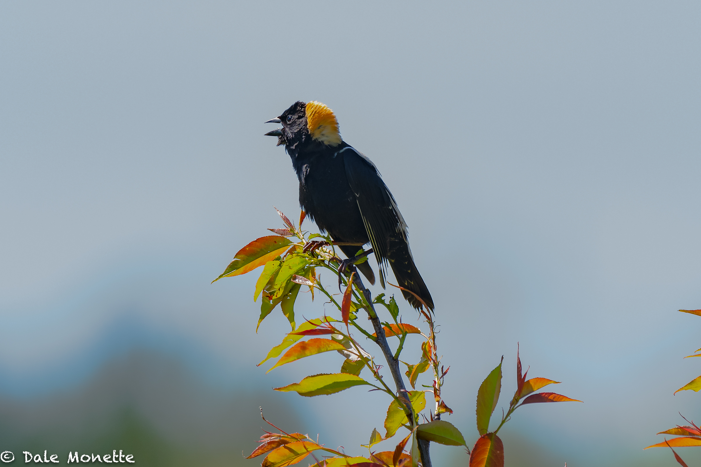   One of my favorite birds. The bubbly bobolink just going crazy with song in the rising sun.  