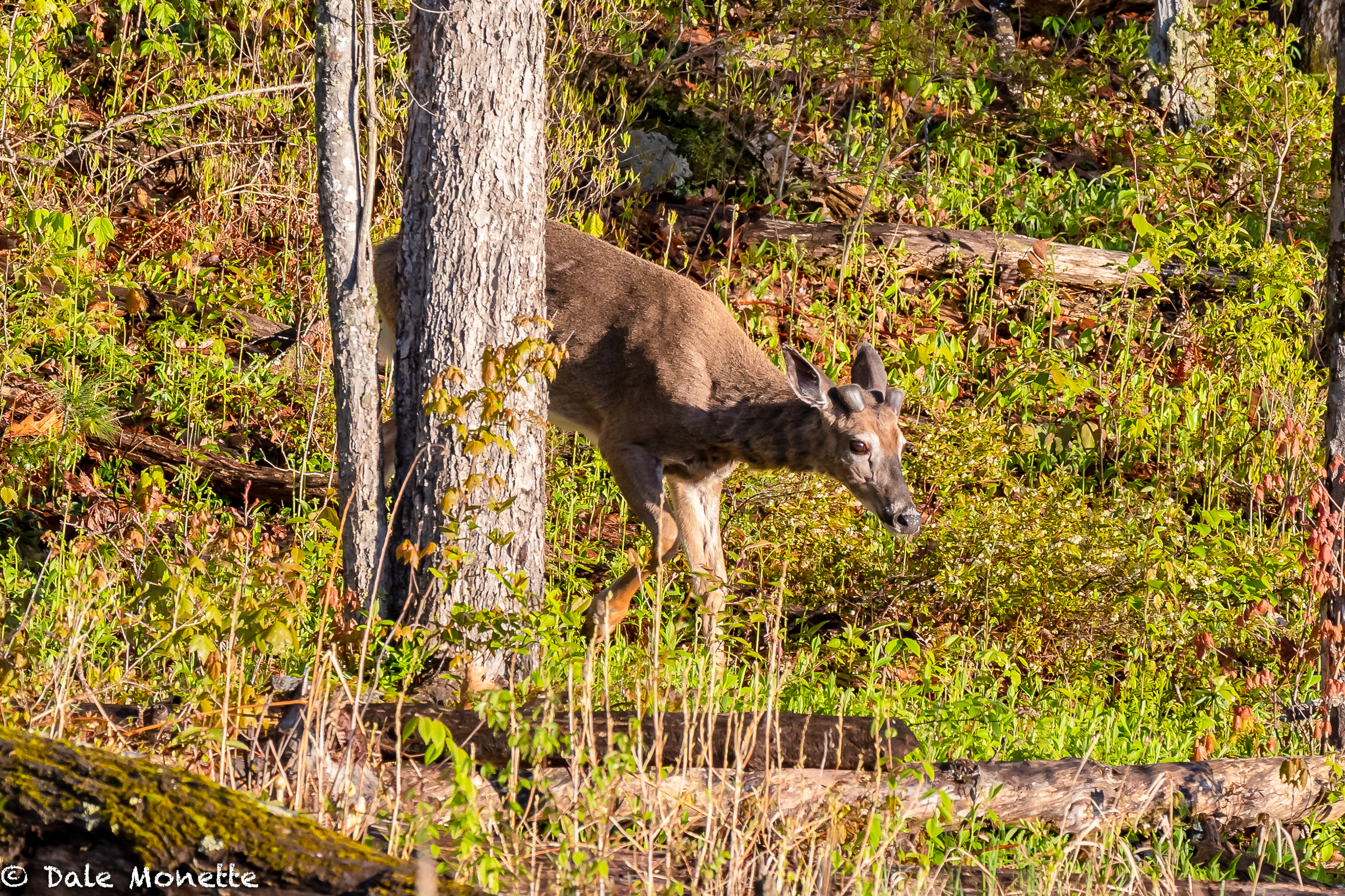   The white-tailed bucks are just starting to grow their antlers right now. Here is a buck who was with another buck and a doe feeding along a beaver pond in the Petersham area yesterday early in the morning. Notice that he is still shedding his wint