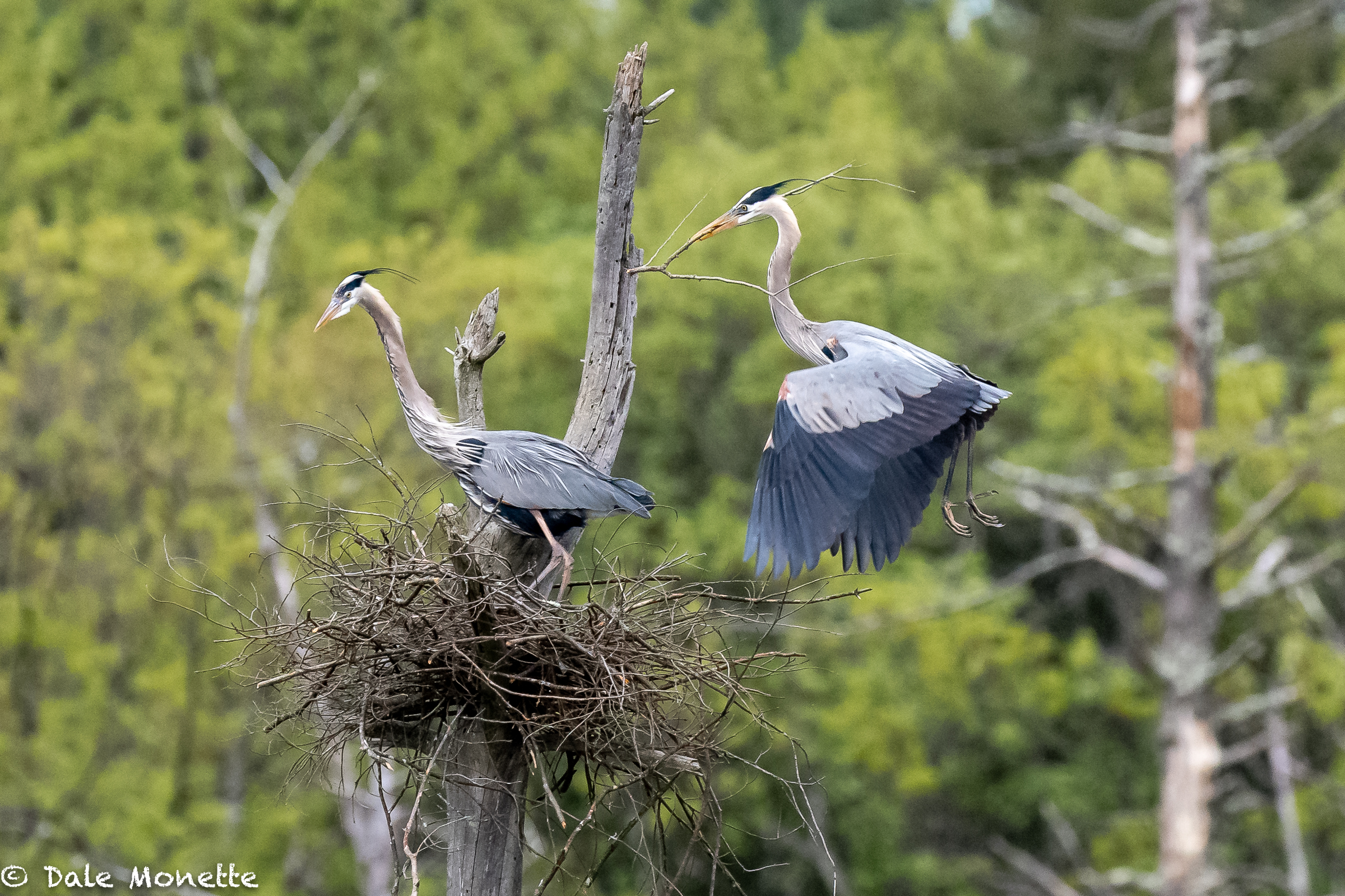   A late nesting great blue heron pair works soon getting up a new nest. The male brings in the sticks and the female places them where she wants them, and this goes on over and over for 3 to 4 days until she is ready for eggs.  