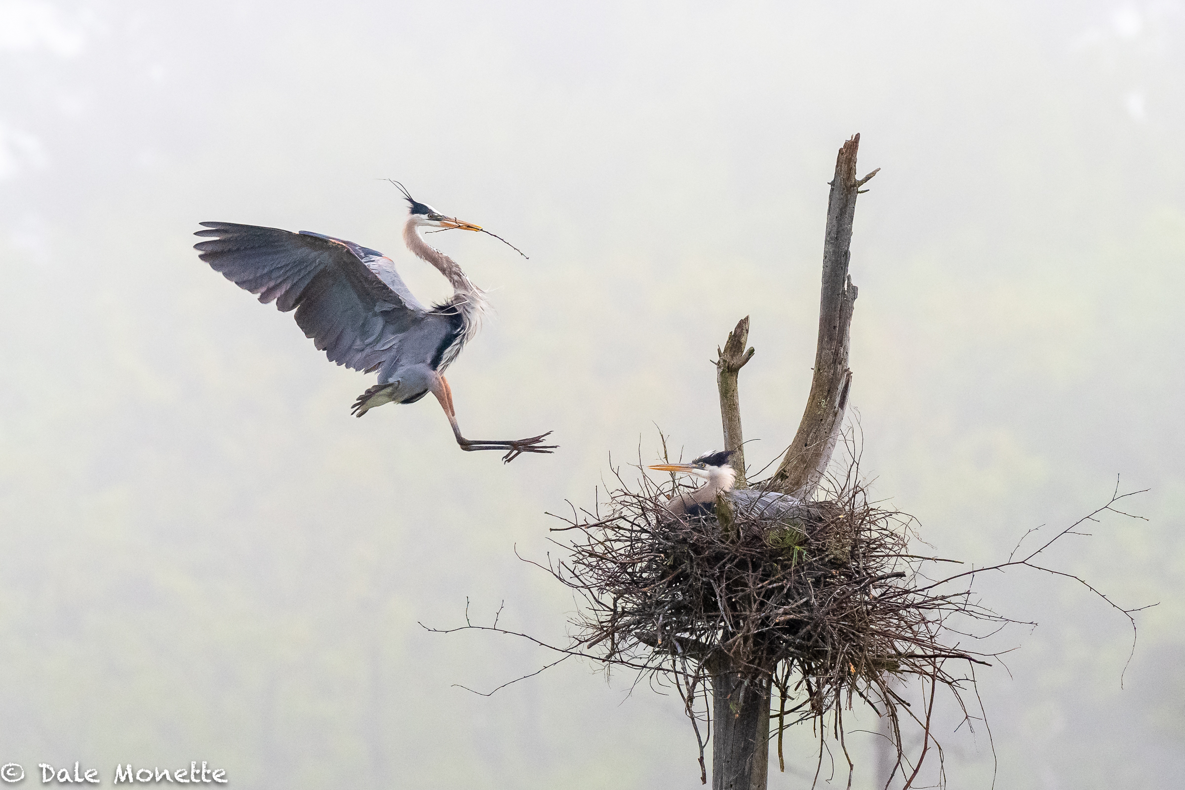   All in 8 days, these great blue herons built a new nest, mated, and in the process of laying eggs. Still a little building to do. Its going to be a close call if these guys can fledge chicks. The chicks will have a challenge to have enough time to 