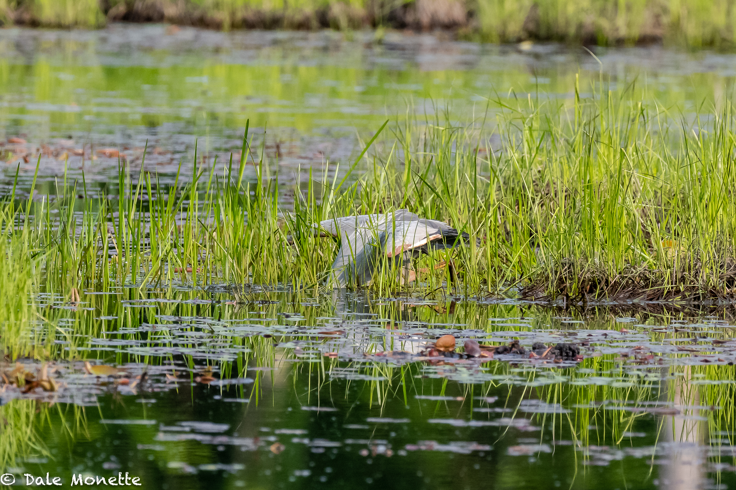   Nothing gets in the way of a great blue heron when it comes to catching fish!  