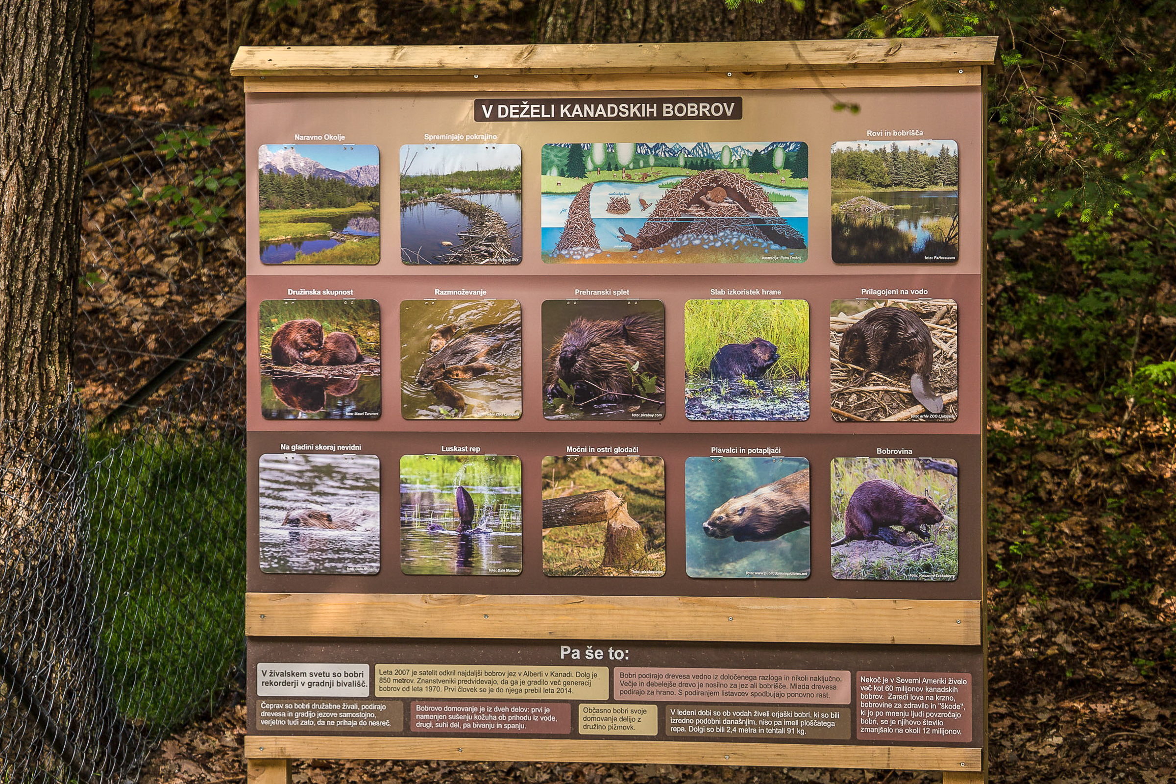   I have 8 beaver images being used on 4 of these information boards at a beaver exhibit at the Ljubljana ZOO in Ljubljana, Slovenia in Europe.  Theres 3 on this particular board.   Cool beans huh !    