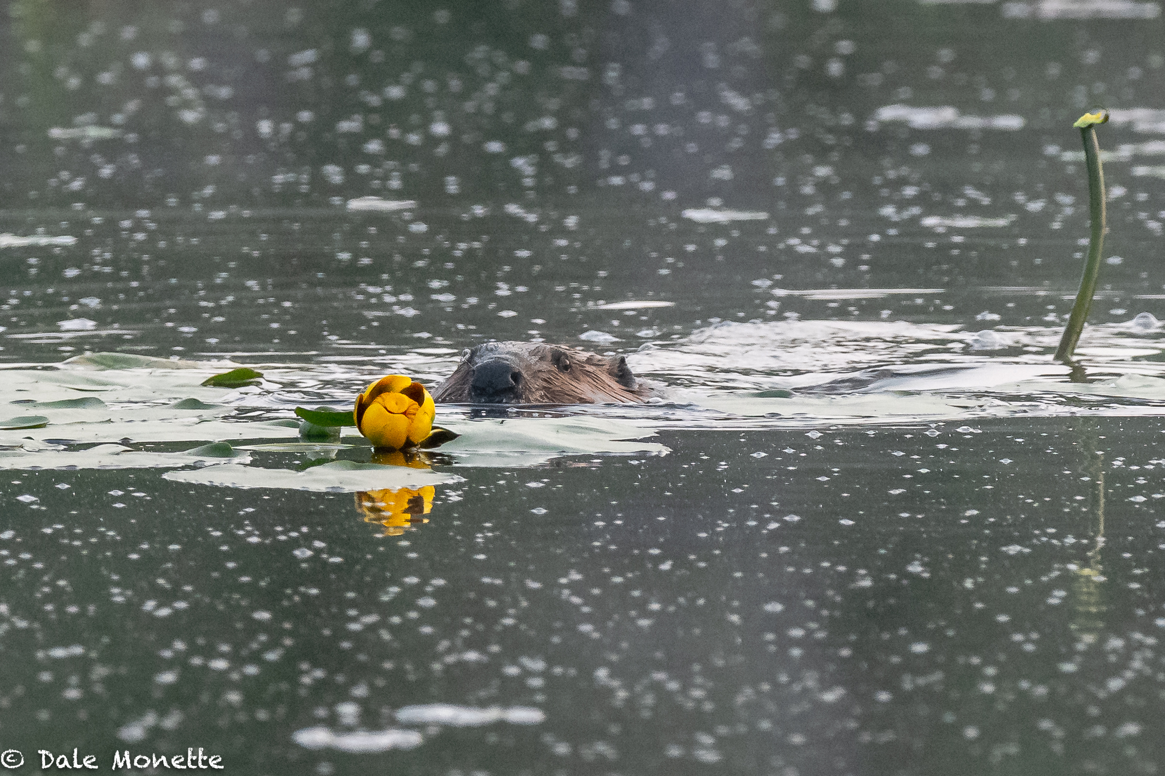   This beaver was eating water Lillies this morning before he hit the lodge for the day. He cleaned out one full patch in the pond   You can see the stem of the one he just finished to the right.  
