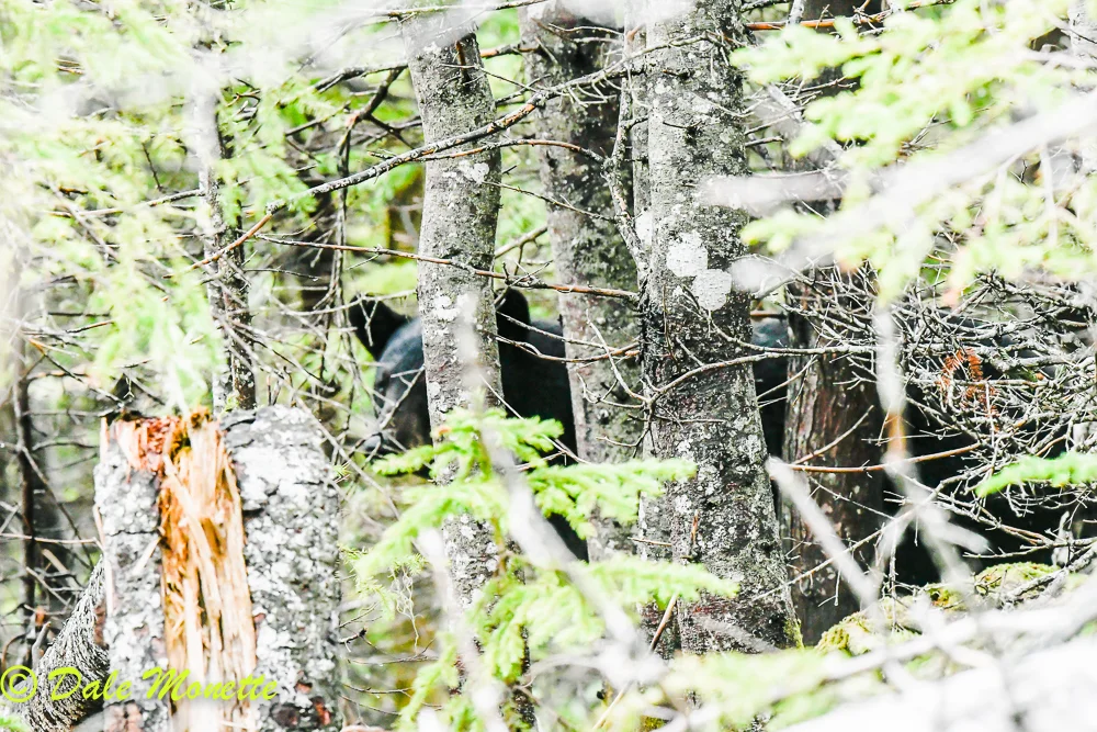 This morning in the rain on Cape Breton Island, Canada I had this HUGE black bear appear magically in front of me on the trail. He took one look and ran a ways into the woods and then just stared at me for about 5 minutes. I wondered if he thought I didn't have had enough meat on my bones!… He left….