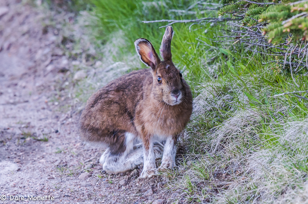   I found this snowshoe hare feeding along side a hiking trail yesterday You can see he still has some white fur in his coat as they turn white in the winter. Check out his big feet!  