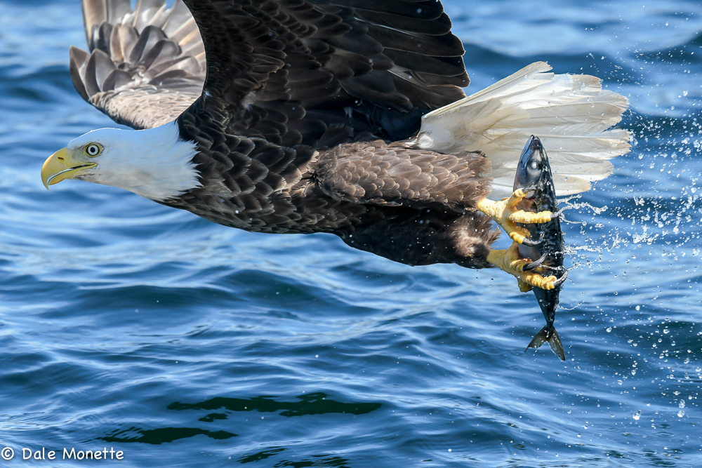 A bald eagle snatched up this fish that was thrown into the water from a boat that I was on yesterday in St. Anns Bay off of Cape Breton Island, Nova Scotia. I had my 300mm lens on, thus the large image size. It was great fun…