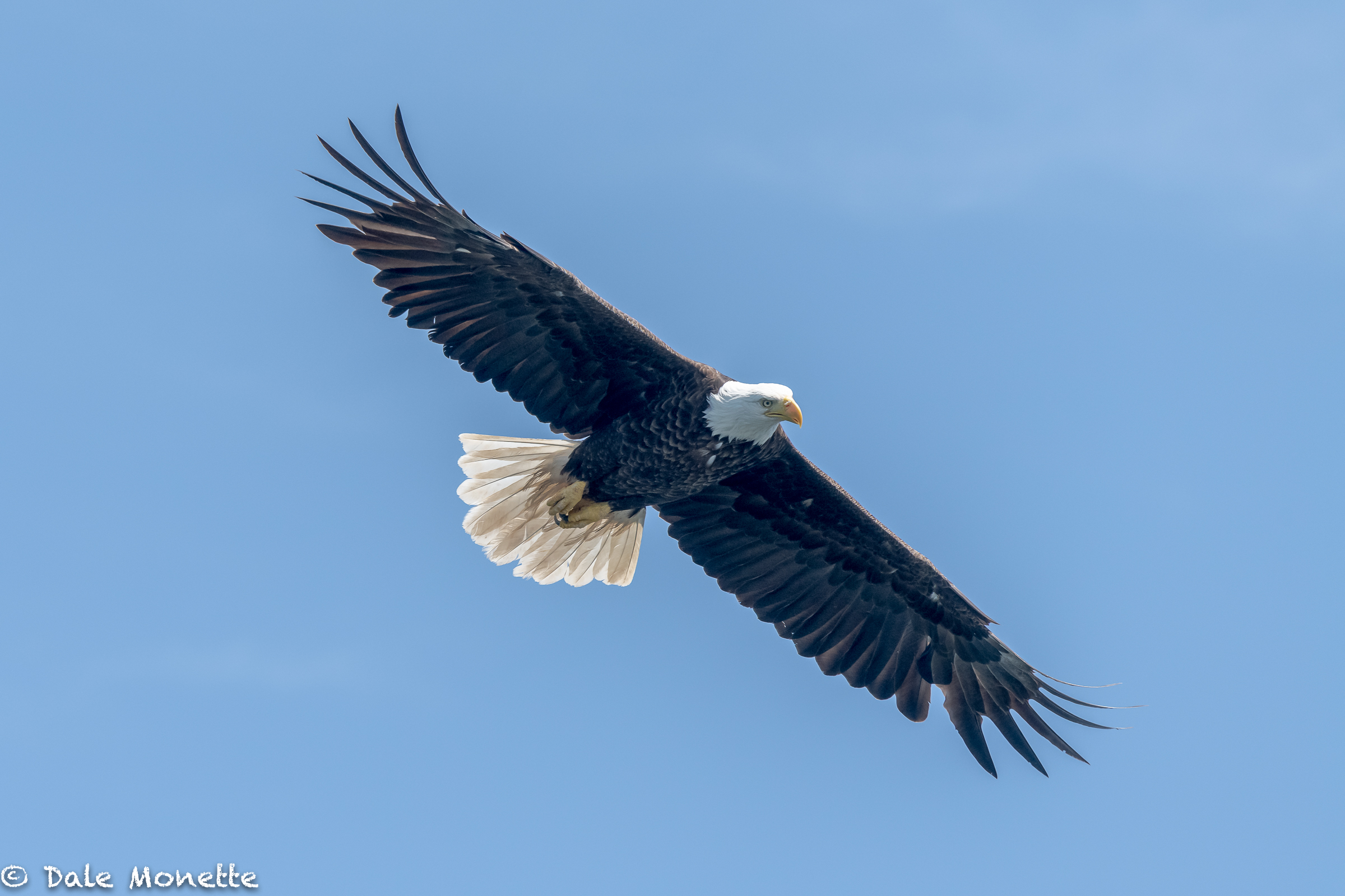 A Cape Breton, Nova Scotia bald eagle soars overhead looking for a quick fish dinner.