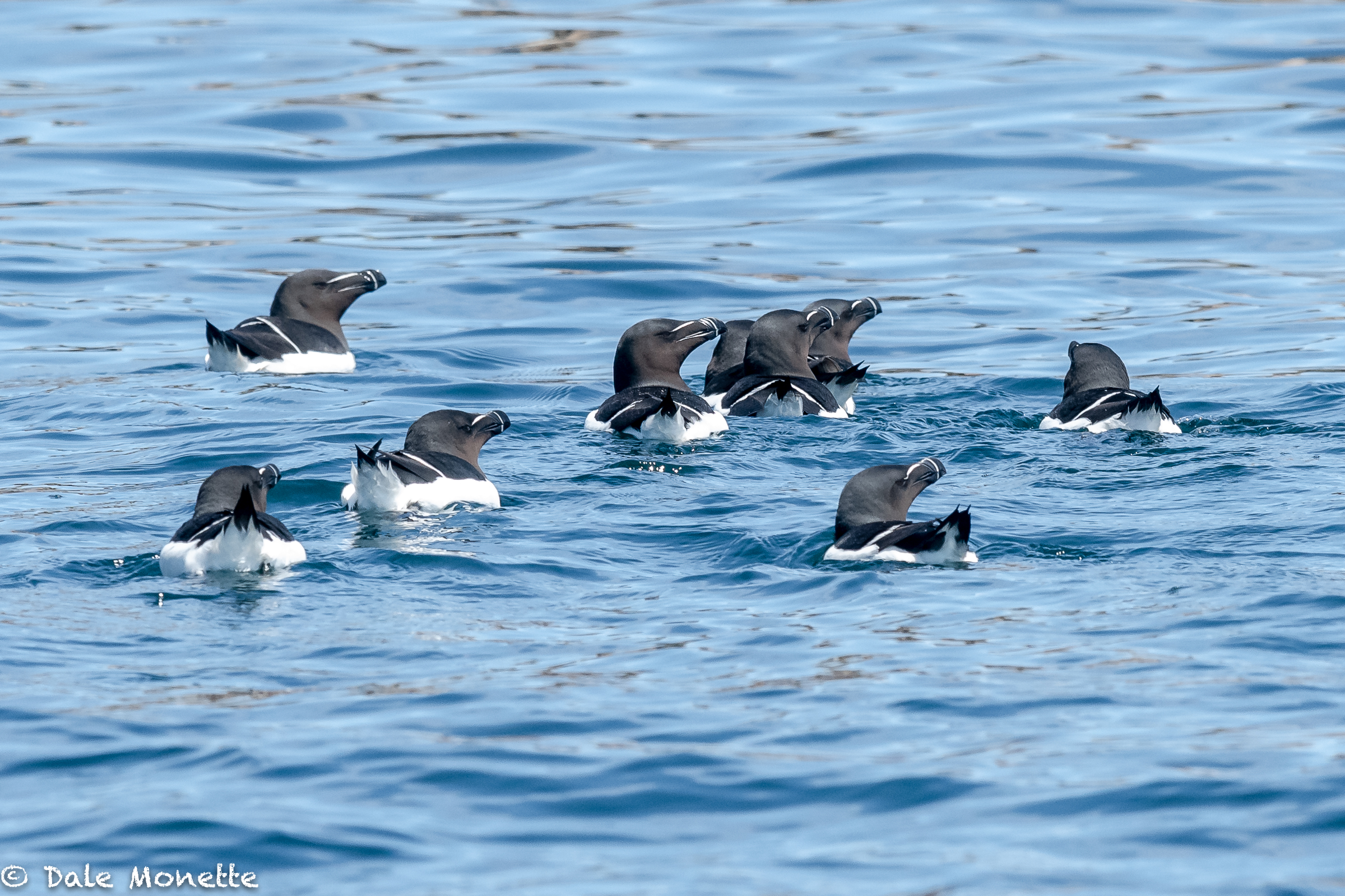   Here are a few razor billed auks in an image taken last week off of the Bird Islands on the shore of Cape Breton Island. These birds are related to penguins and only come to land to nest and raise the young. Then they fly back out to sea. Sharp loo