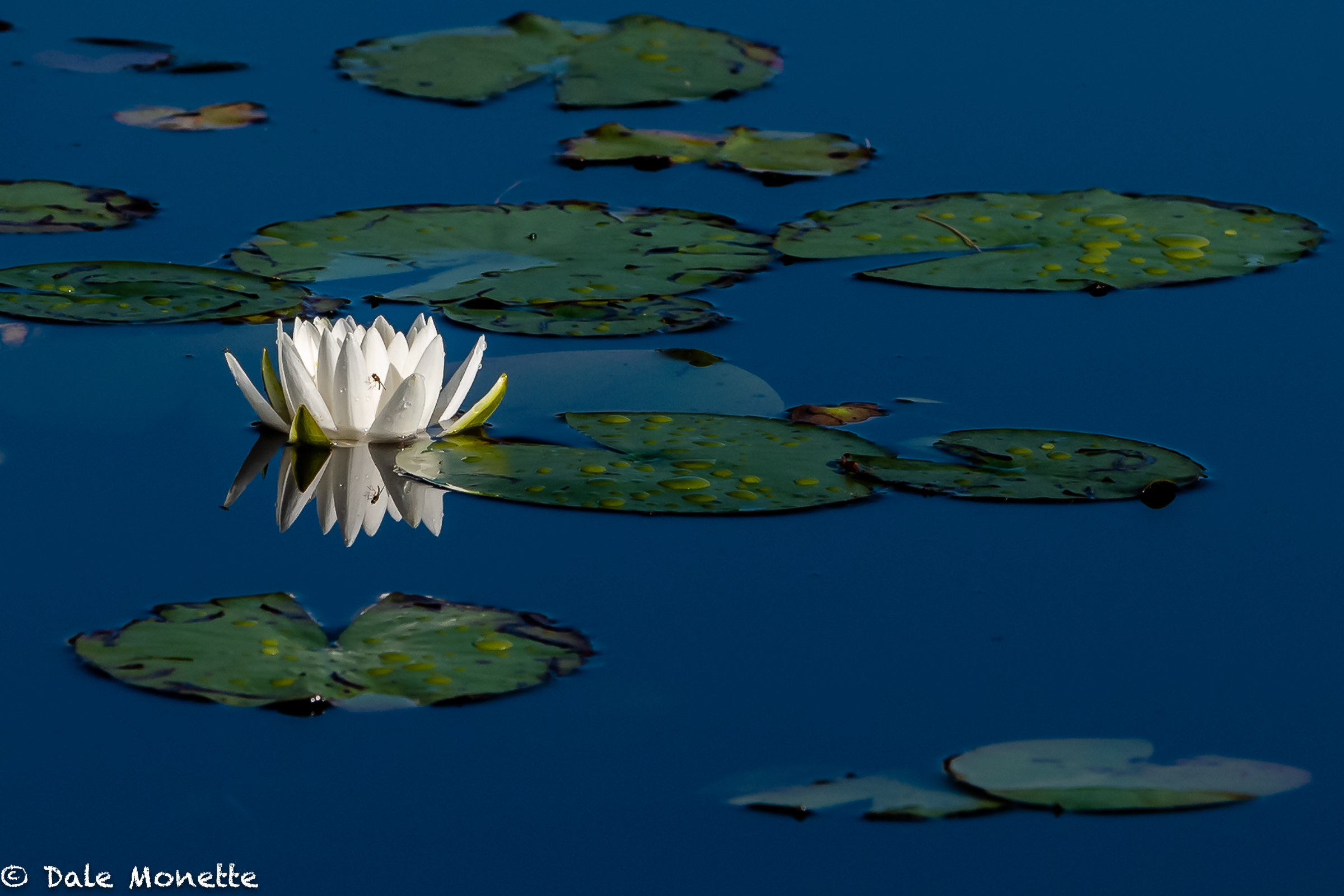   Water Lily, I know not what kind!    