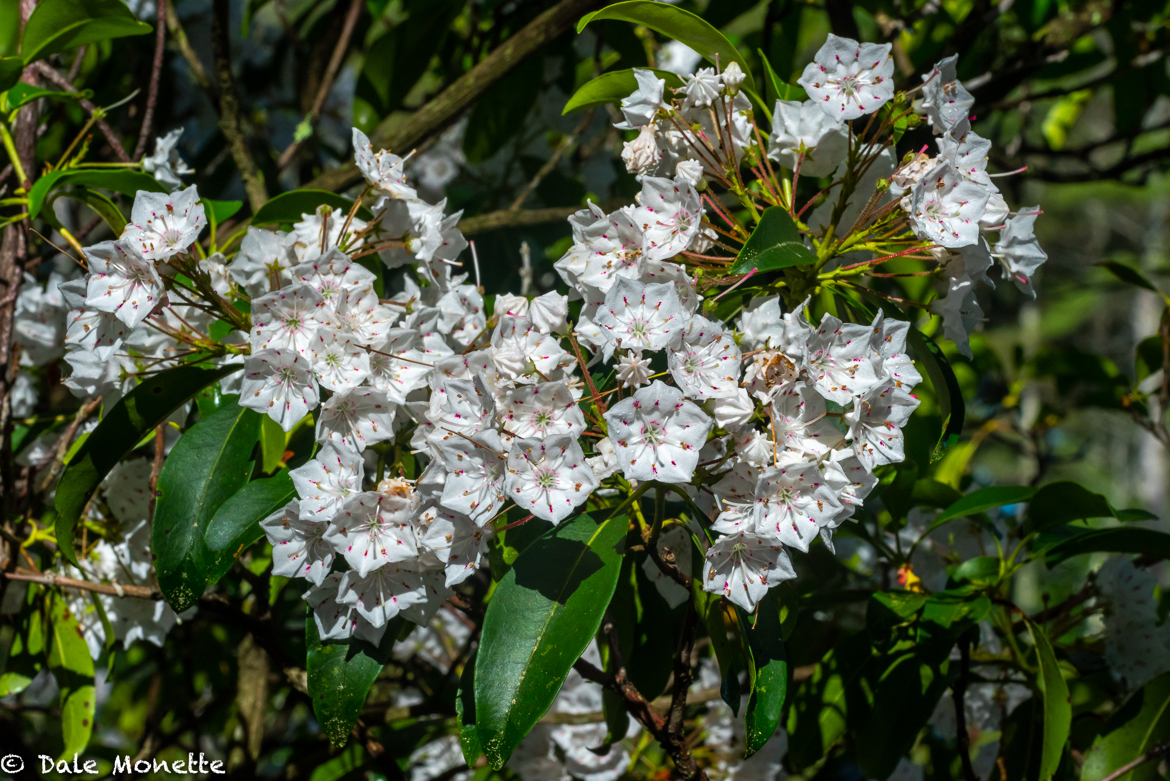   The mountain laurel in north central Massachusetts this year is awesome!    