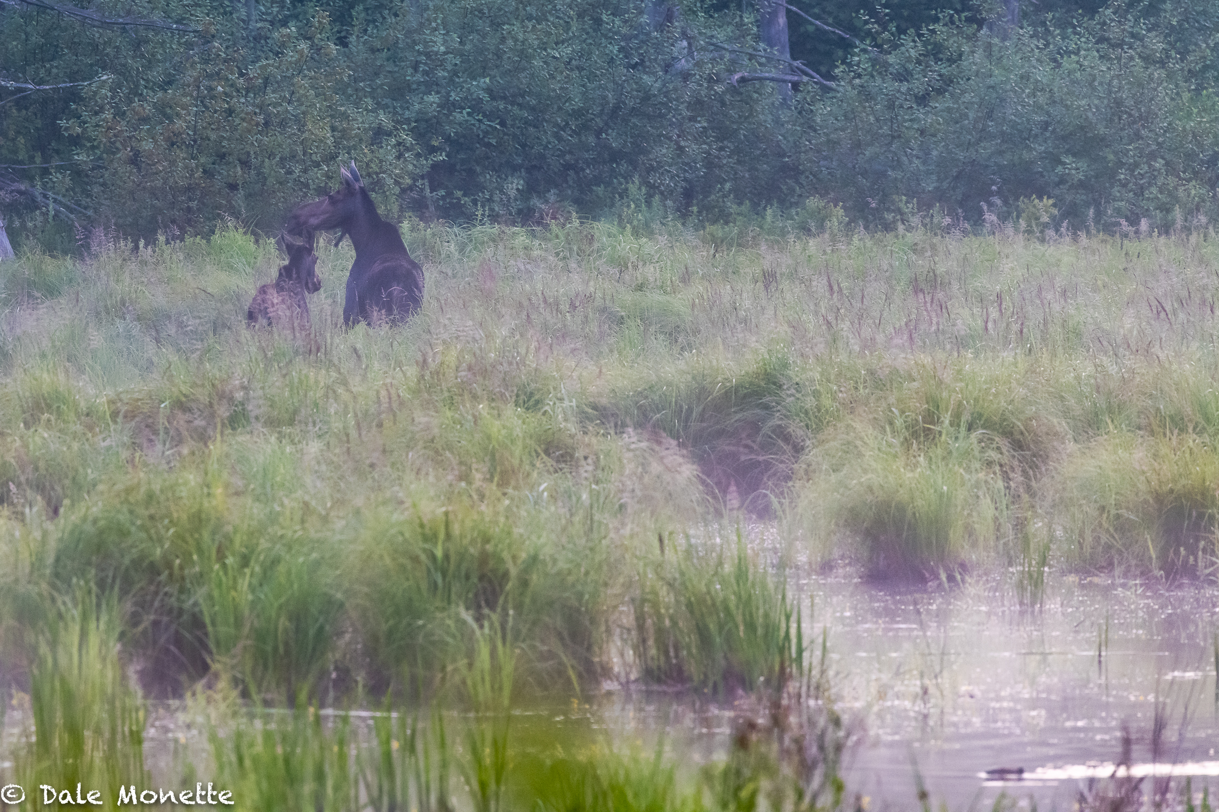   I found these 2 moose in a swamp this morning while it was still quite dark. A mother and it looks like moose from last year still with her. Can you spot the beaver ?  