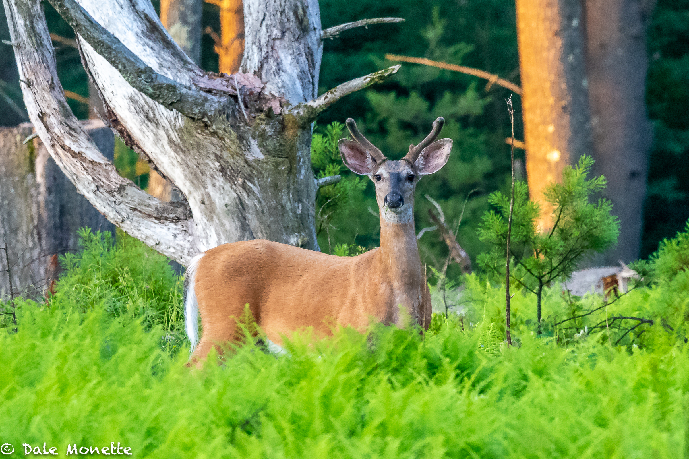   July 4th pal.......He just stood there and watched me go, as long as I kept going he didn't move, I was able to take 2 images when I first spotted him watching me....  