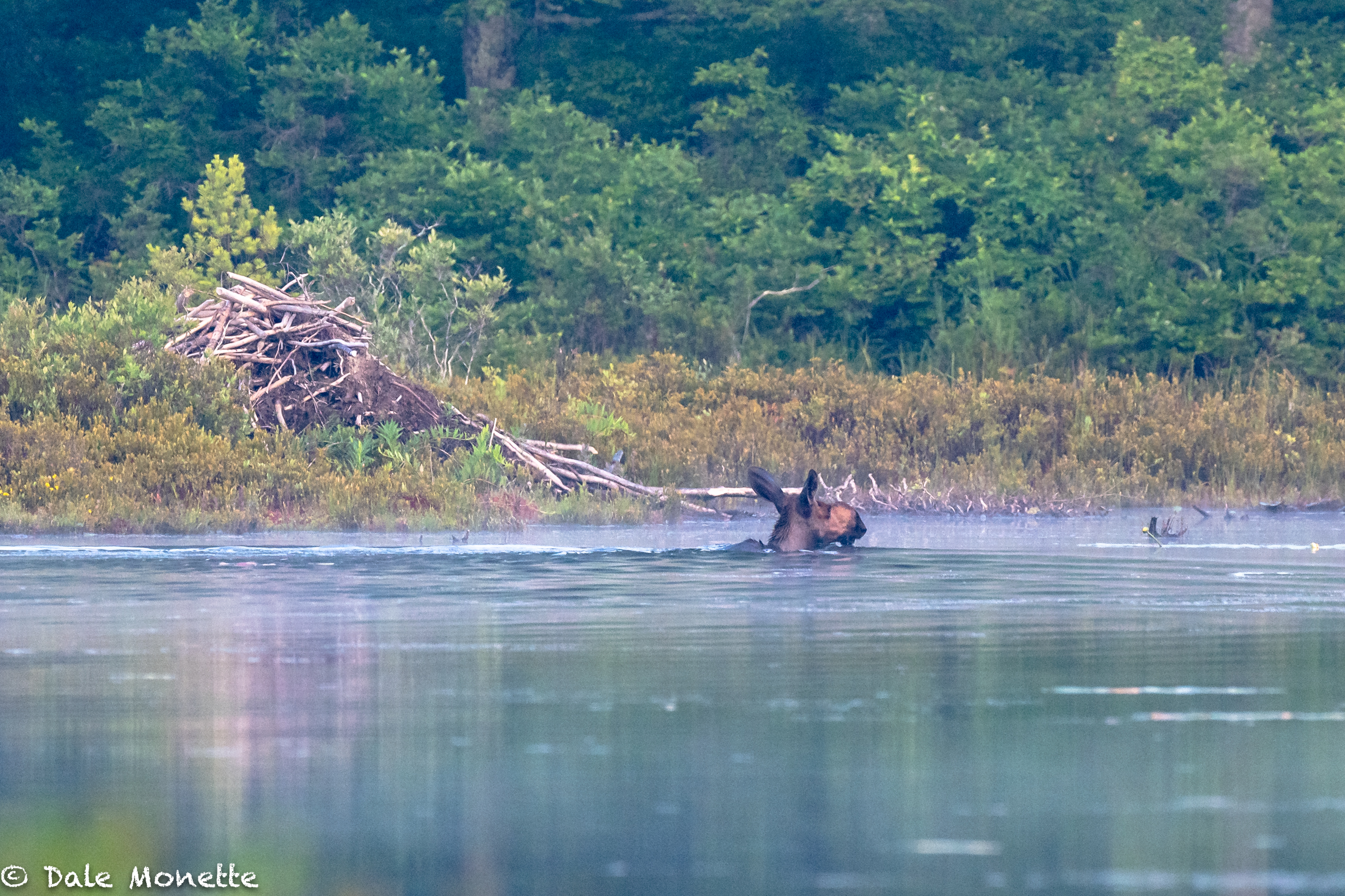 I must say, I've seen lots of beavers in my lifetime but never seen one with big ears like this one... I should have hung around to see how it was going to fit in that lodge…