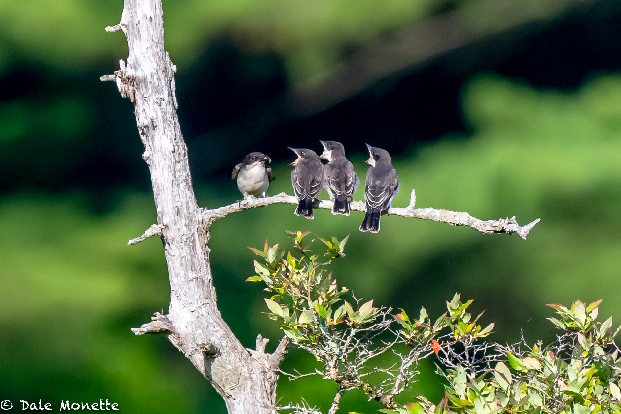   An adult kingbird lines up the kids for bugs, and blueberries…  