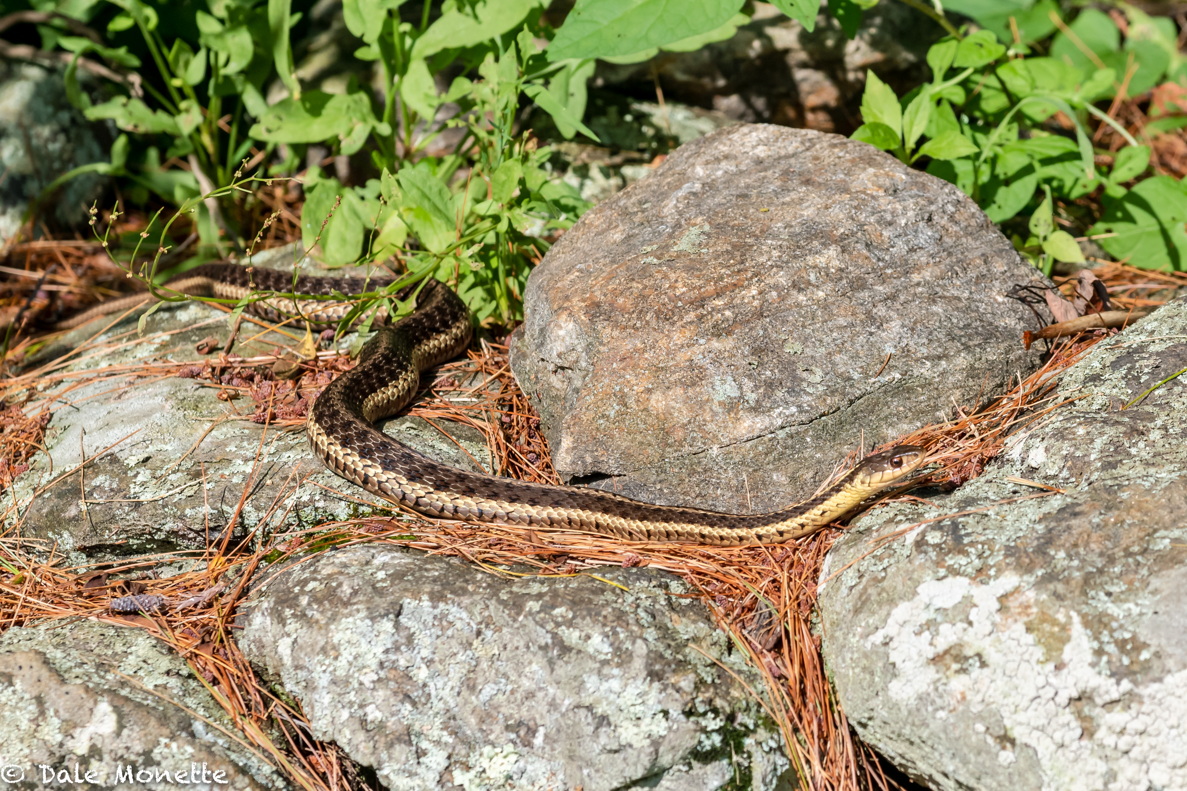 I stumbled upon a bunch os garter snakes a few weeks ago. Today I found 8 of then scattered along an old stone wall. This. was the largest one sunning itself on the wall.