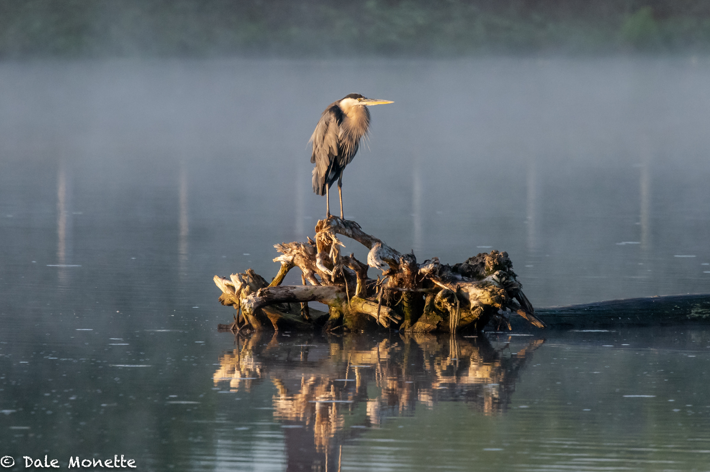   Early morning fog disappearing at the Turners Falls power canal exposed this great blue heron just preening away…..  I love these birds !  