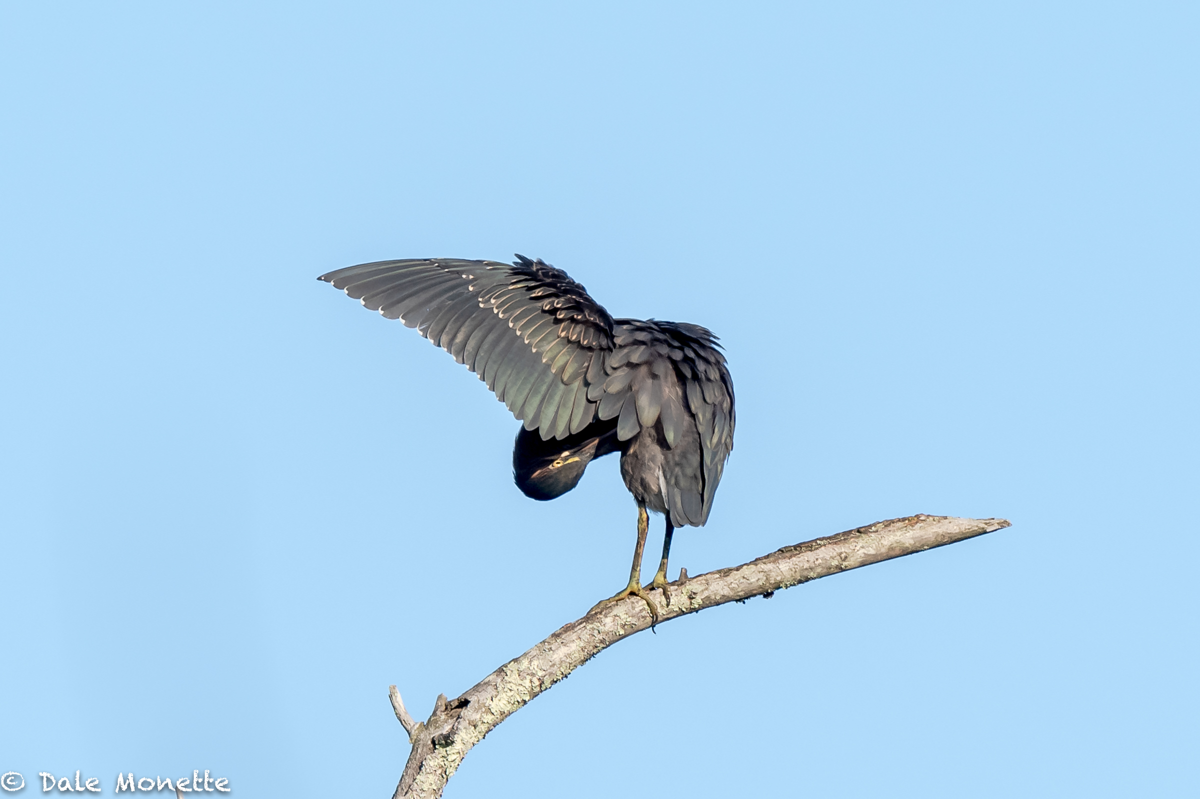 After sitting on Templeton Common for 2 days in the hot sun and humidity selling prints at the Craft Fair, I couldn't wait to get back to a cool, buggy, active beaver pond. The very first this I spotted was this immature green heron going thru its paces preening...lots of fun these guys are!