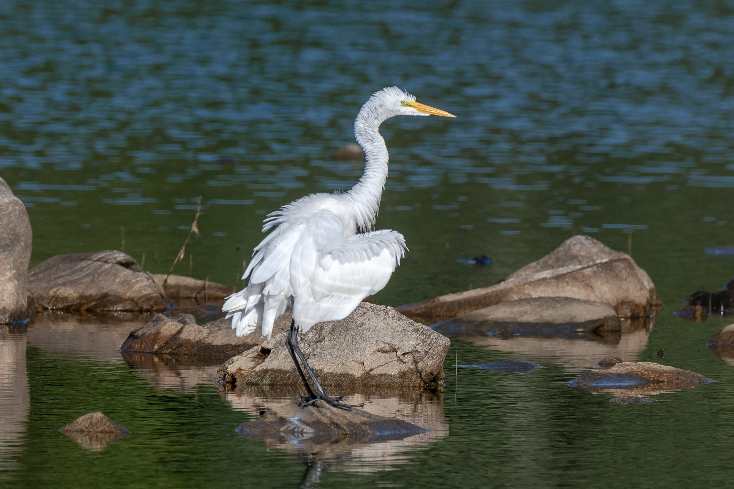   I love this time of year because I get to photograph these beautiful great egrets that seem to appear in August and stay until the first of October. They are done nesting along the Massachusetts coast and wander about for 6 weeks or so. This one ju