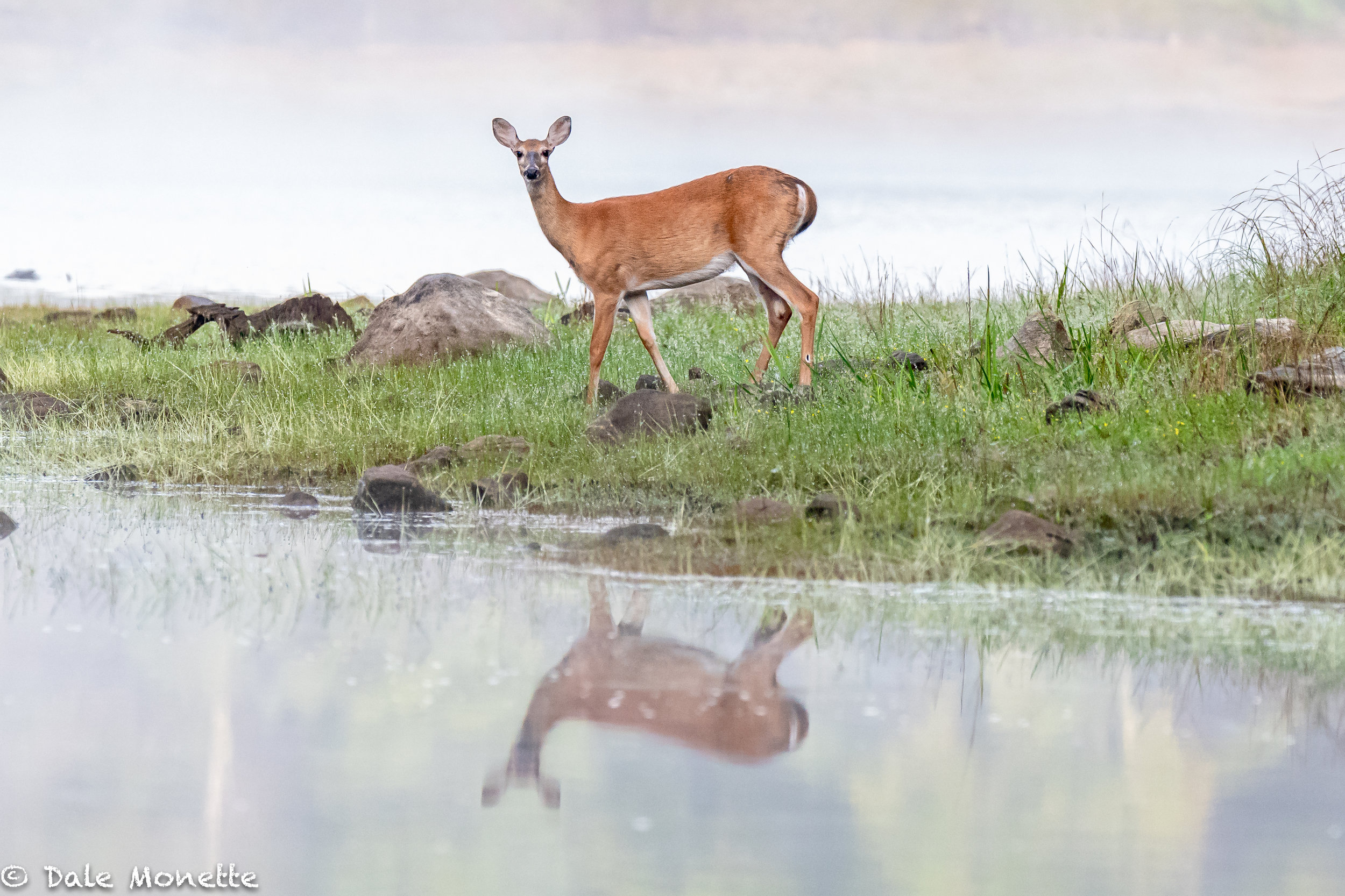   Early morning walk along the shoreline brought me this doe, and another one with 2 fawns and 4 otters.   